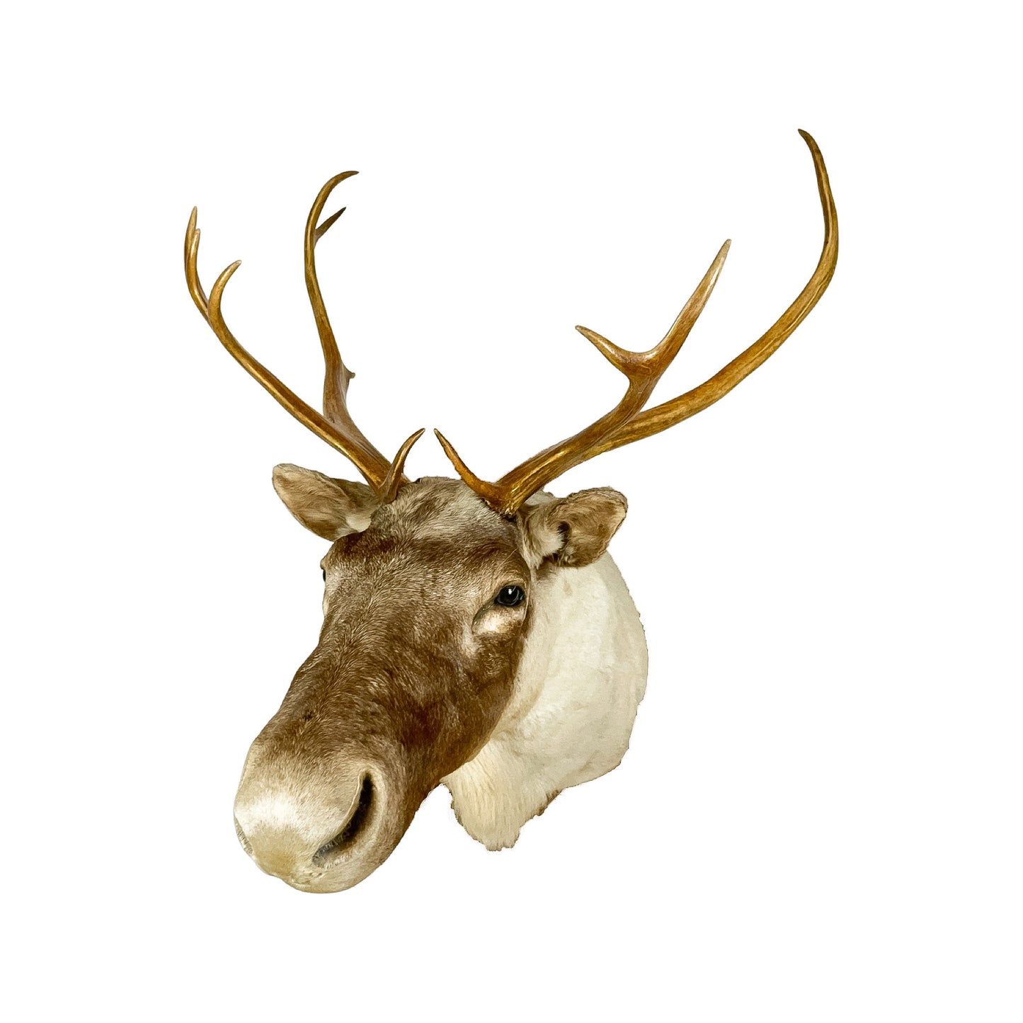 A Home Decor Taxidermy Caribou Shoulder Mount of Grade Remarkable