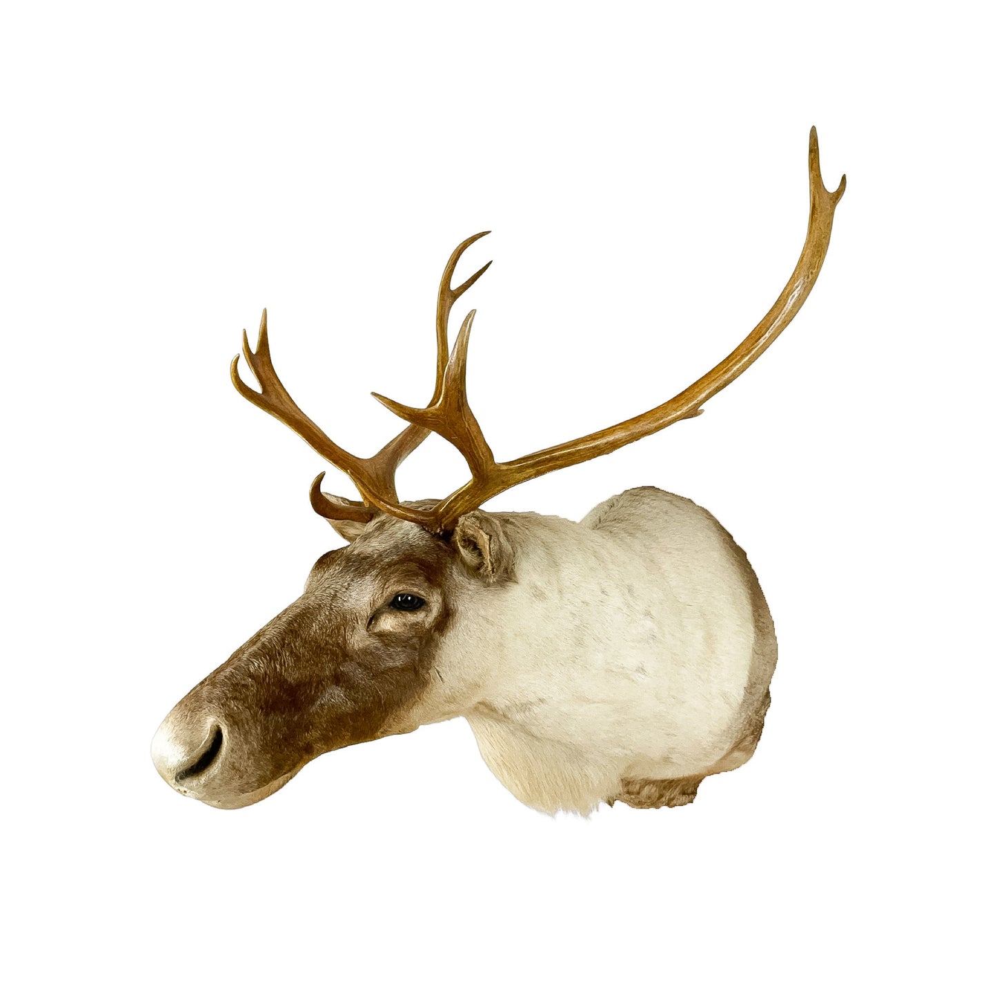 A Home Decor Taxidermy Caribou Shoulder Mount of Grade Remarkable