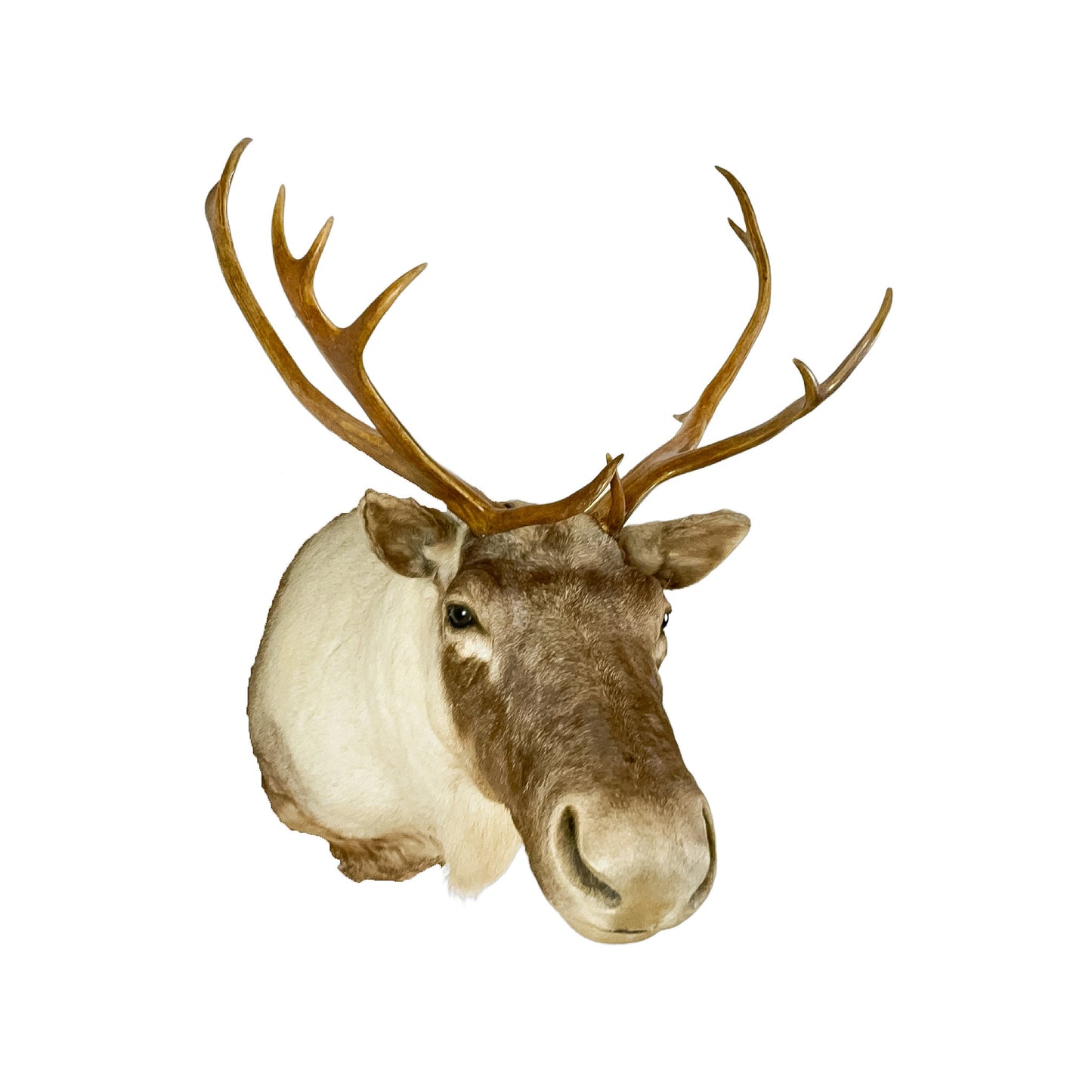 A Home Decor Taxidermy Caribou Shoulder Mount of Grade Remarkable