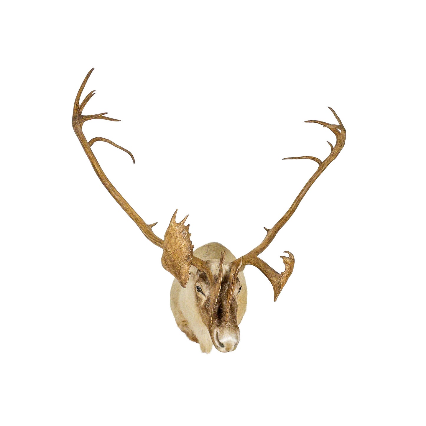 A Home Decor Taxidermy Caribou Shoulder Mount of Grade World Class