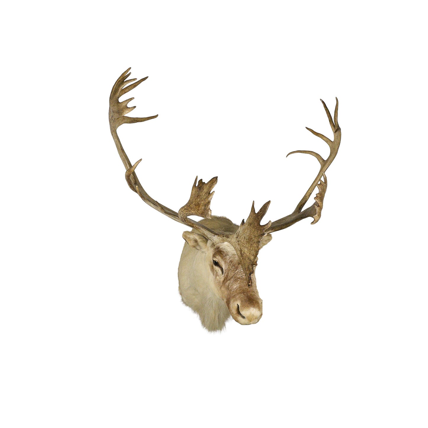 A Home Decor Taxidermy Caribou Shoulder Mount of Grade World Class