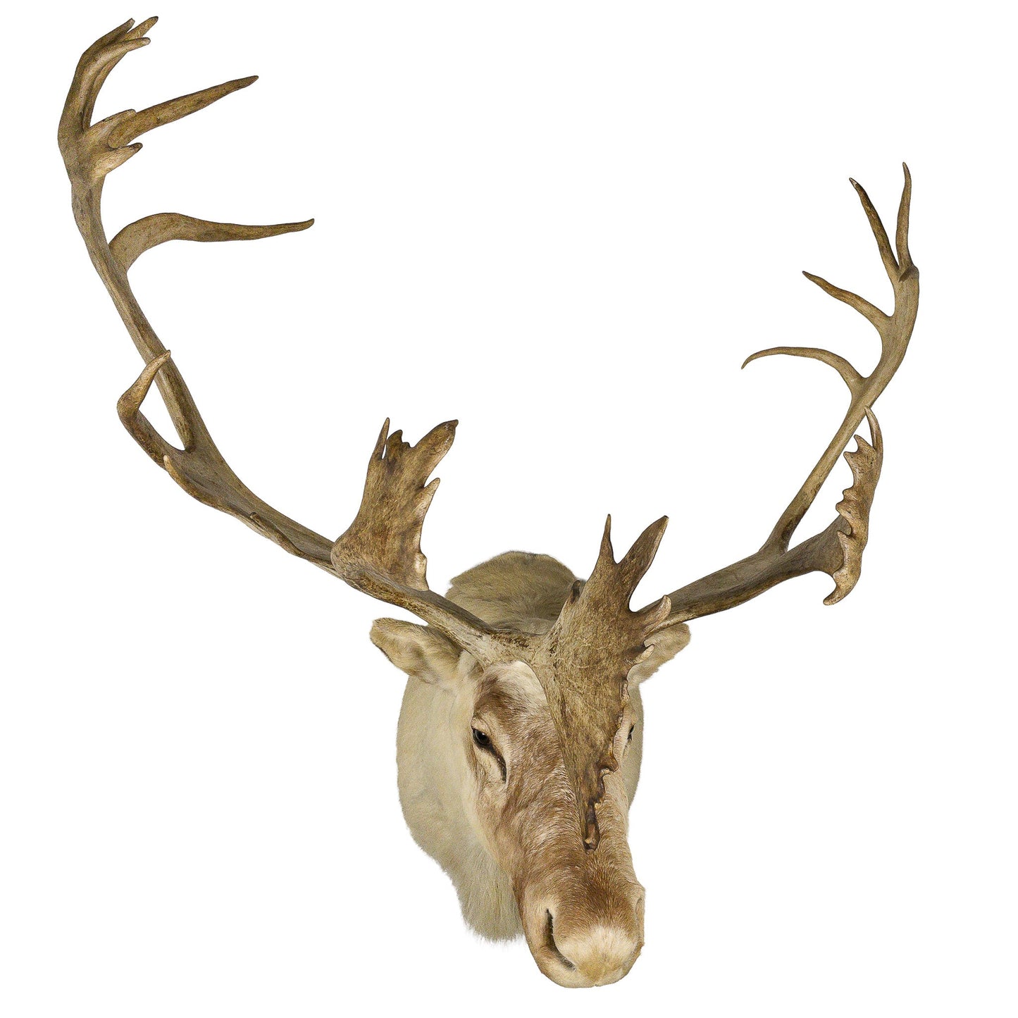 A Home Decor Taxidermy Caribou Shoulder Mount of Grade World Class