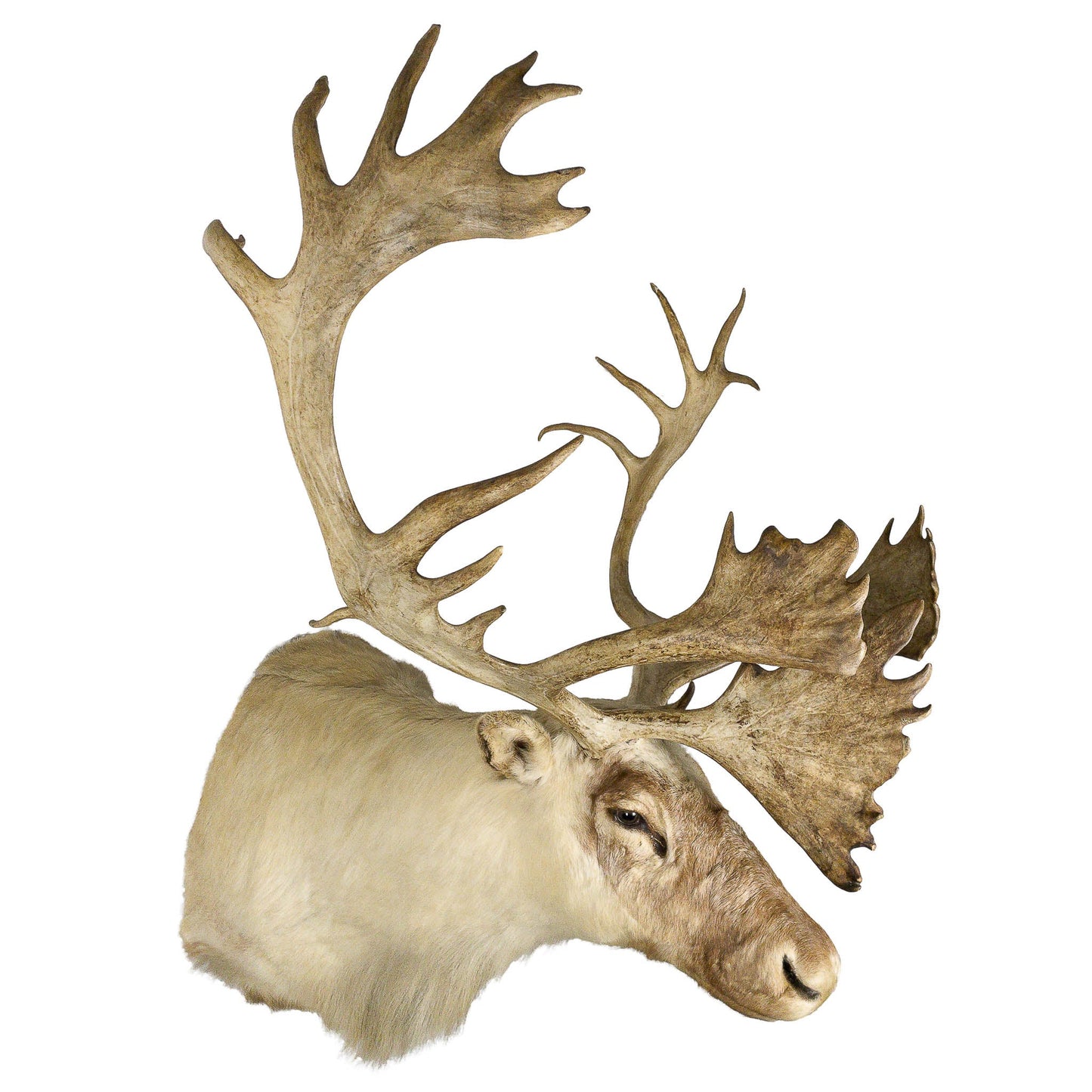 A Home Decor Taxidermy Caribou Shoulder Mount of Grade World Class