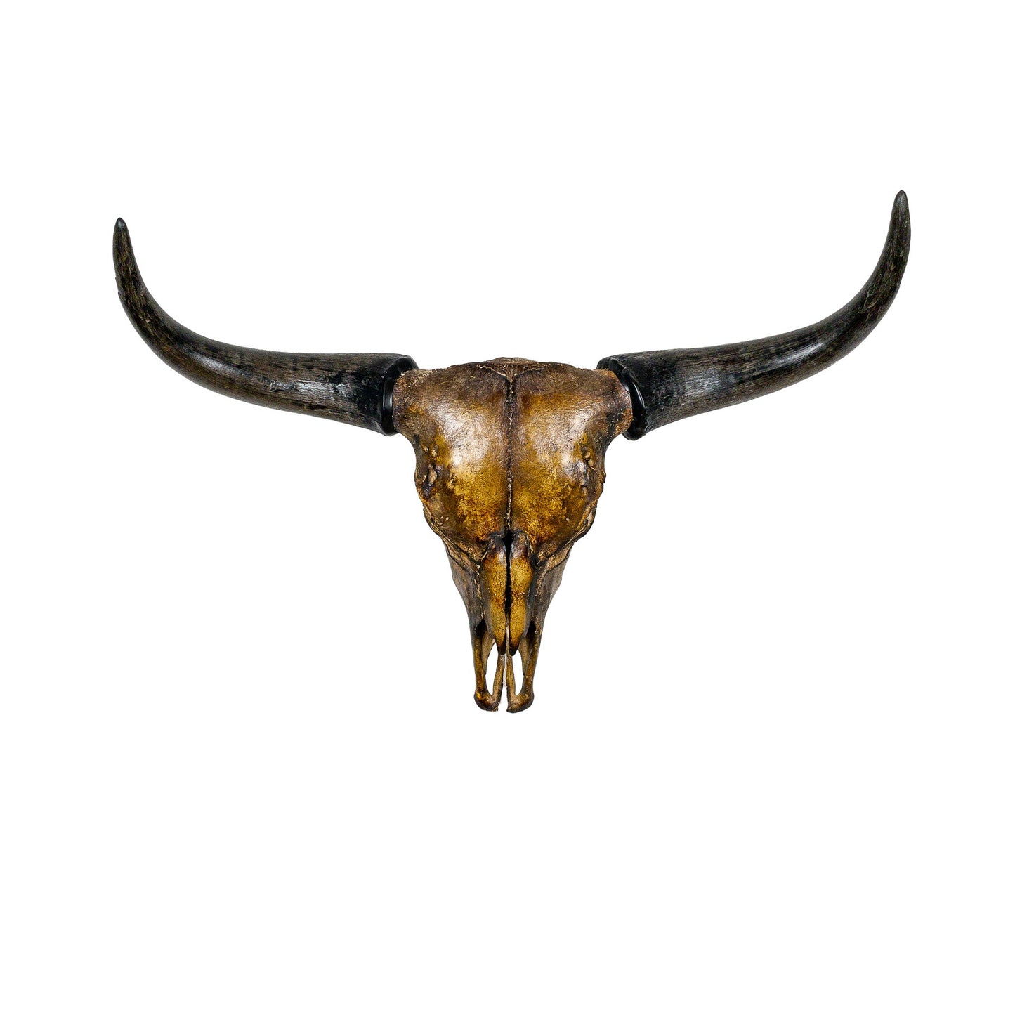 A Home Decor Taxidermy Corriente Skull of Grade Respectable