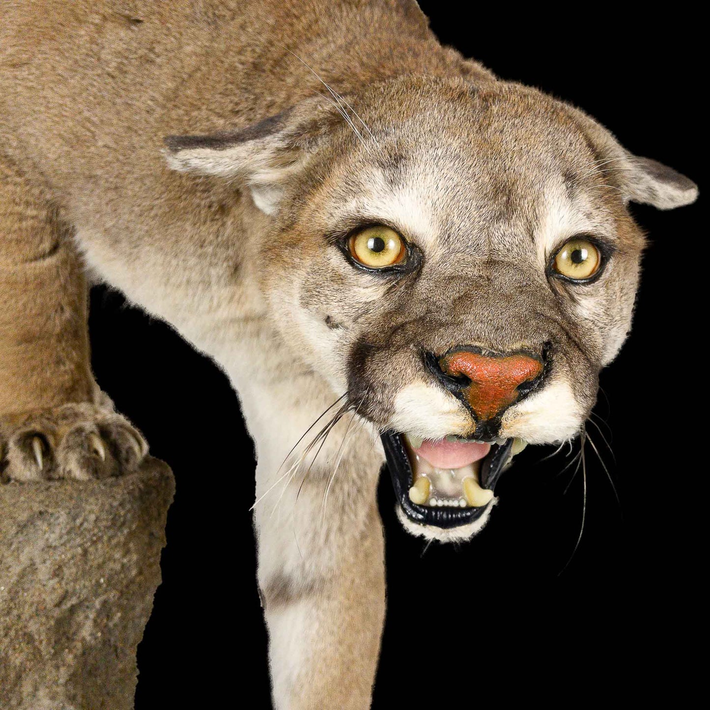 A Home Decor Taxidermy Cougar Life Size Mount of Grade Remarkable