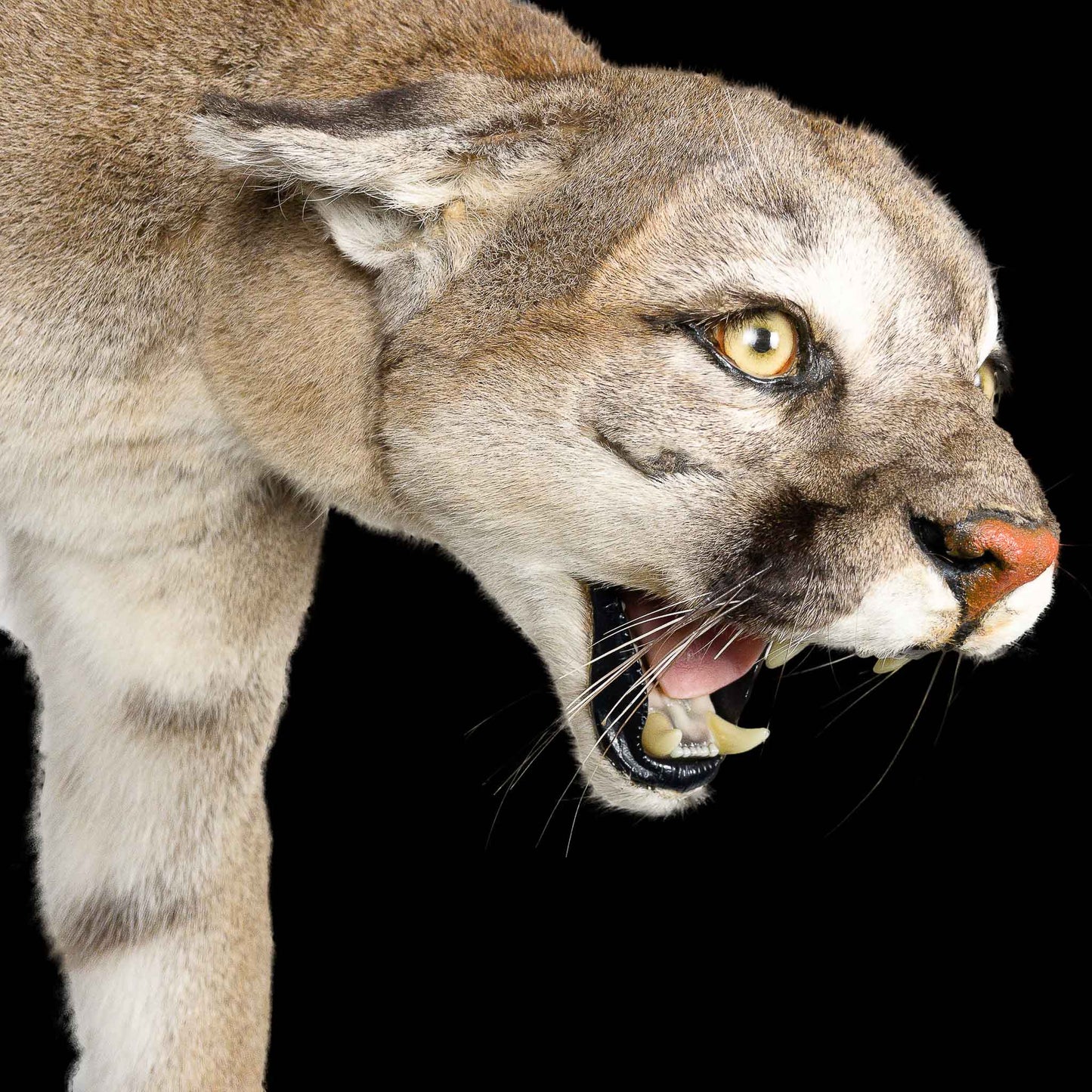 A Home Decor Taxidermy Cougar Life Size Mount of Grade Remarkable