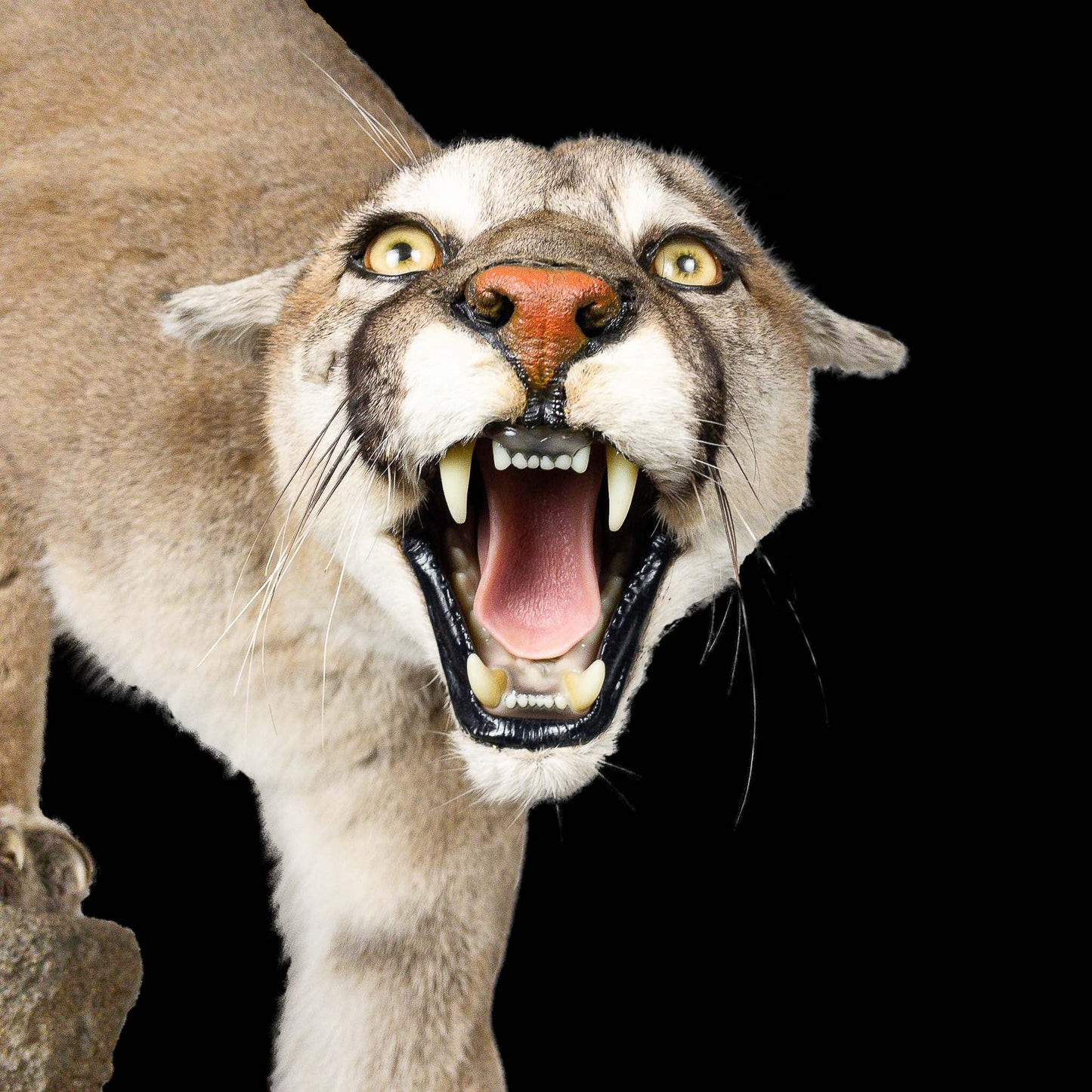 A Home Decor Taxidermy Cougar Life Size Mount of Grade Remarkable