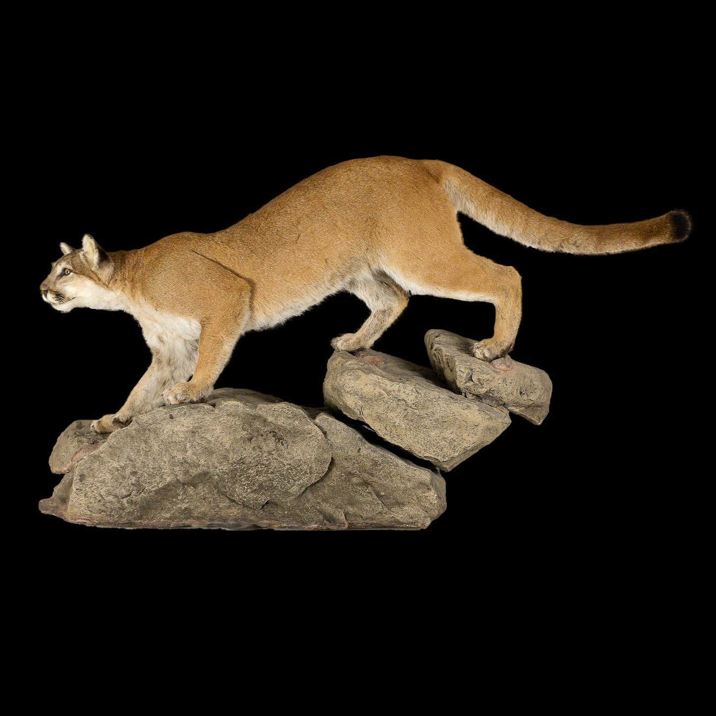 A Home Decor Taxidermy Cougar Life Size Mount of Grade Remarkable