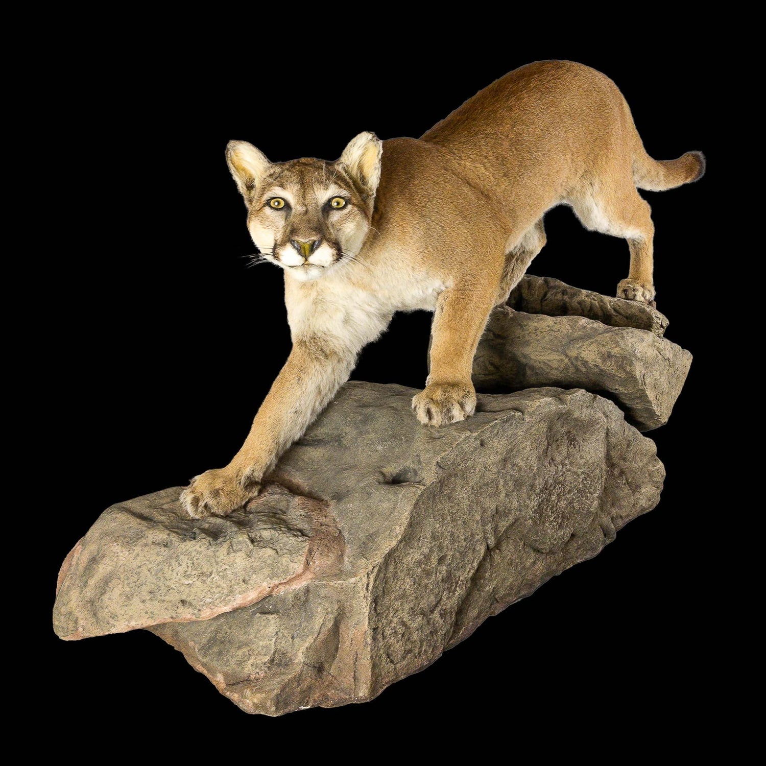 A Home Decor Taxidermy Cougar Life Size Mount of Grade Remarkable