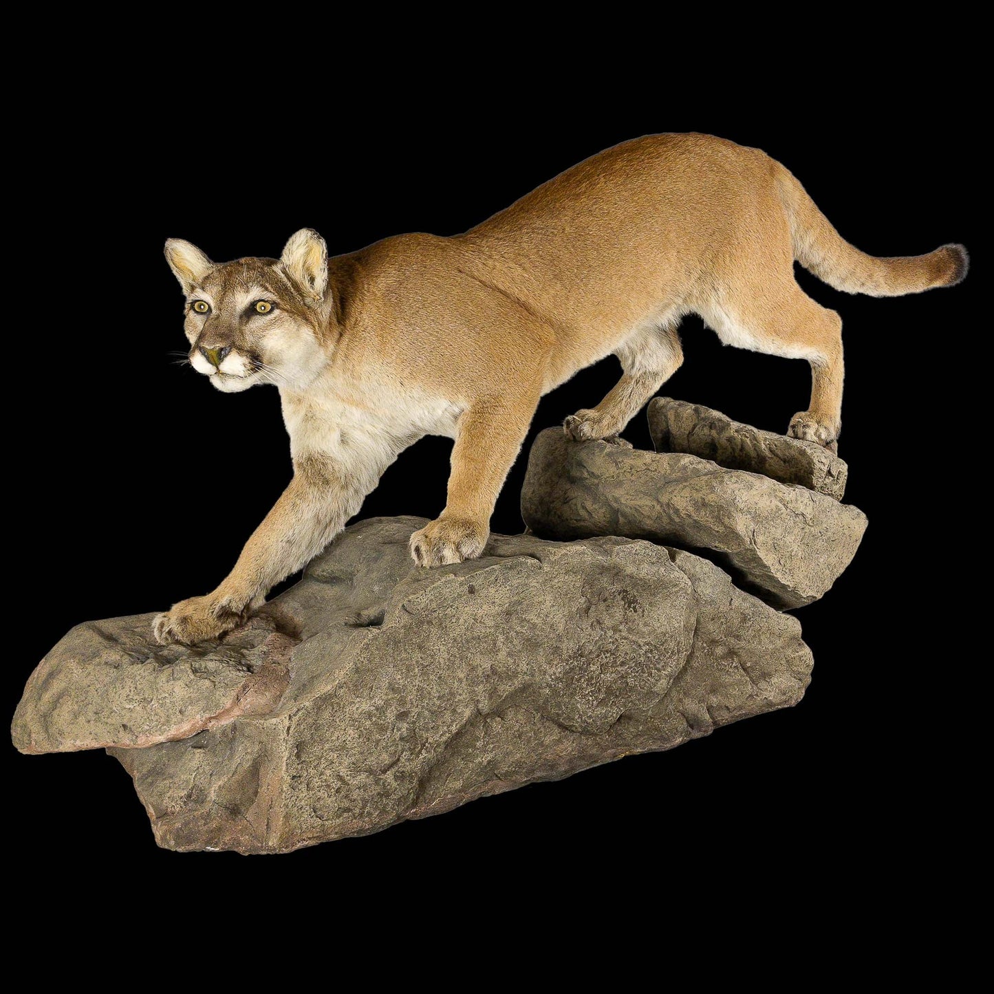 A Home Decor Taxidermy Cougar Life Size Mount of Grade Remarkable