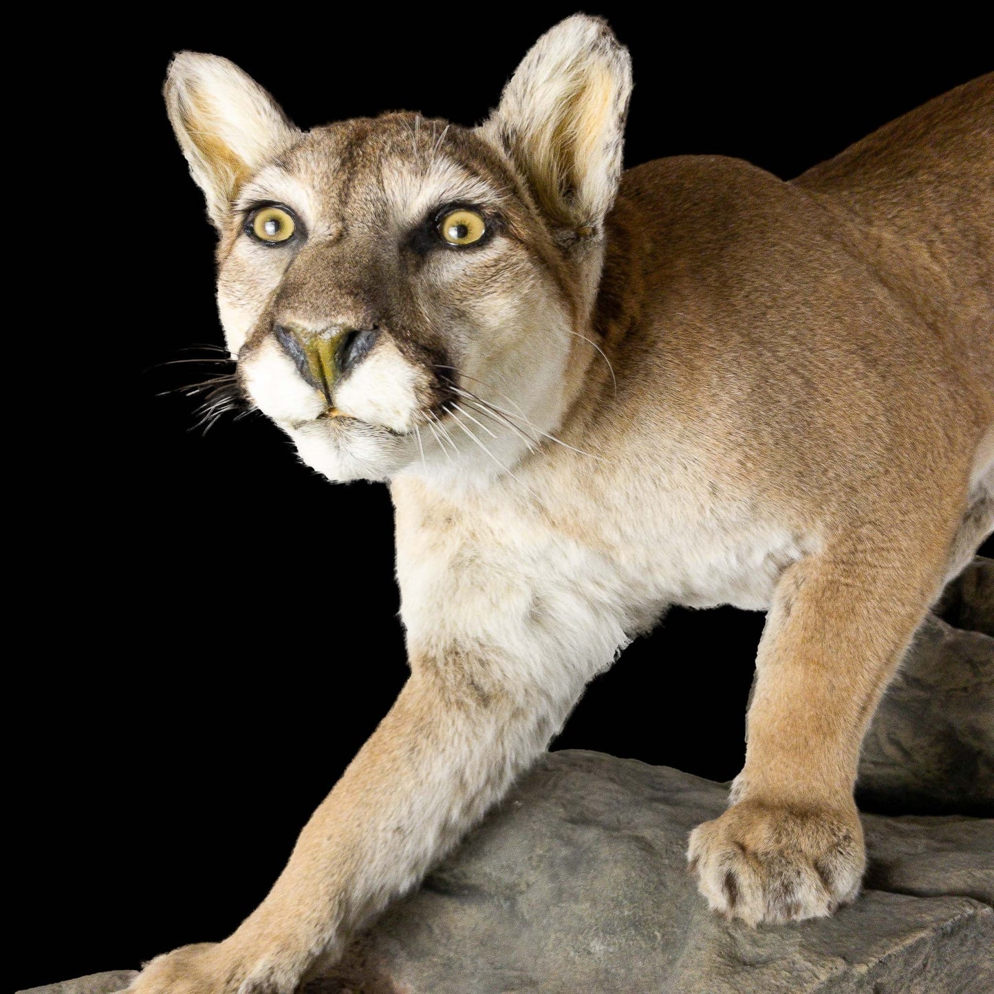 A Home Decor Taxidermy Cougar Life Size Mount of Grade Remarkable