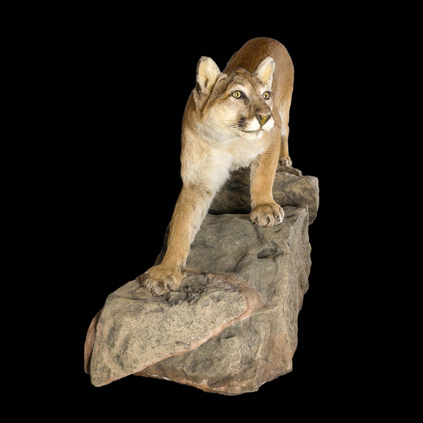 A Home Decor Taxidermy Cougar Life Size Mount of Grade Remarkable