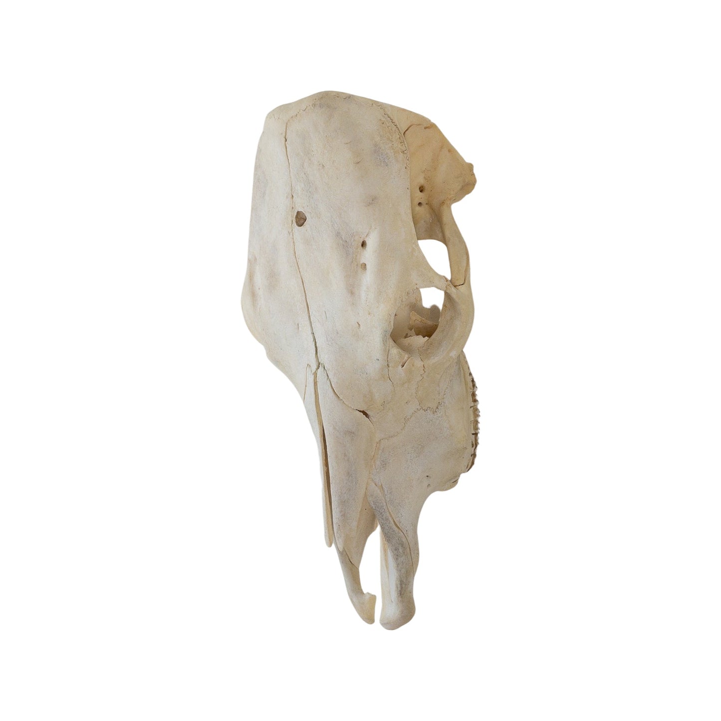 A Home Decor Taxidermy Skull Cowof Grade Remarkable