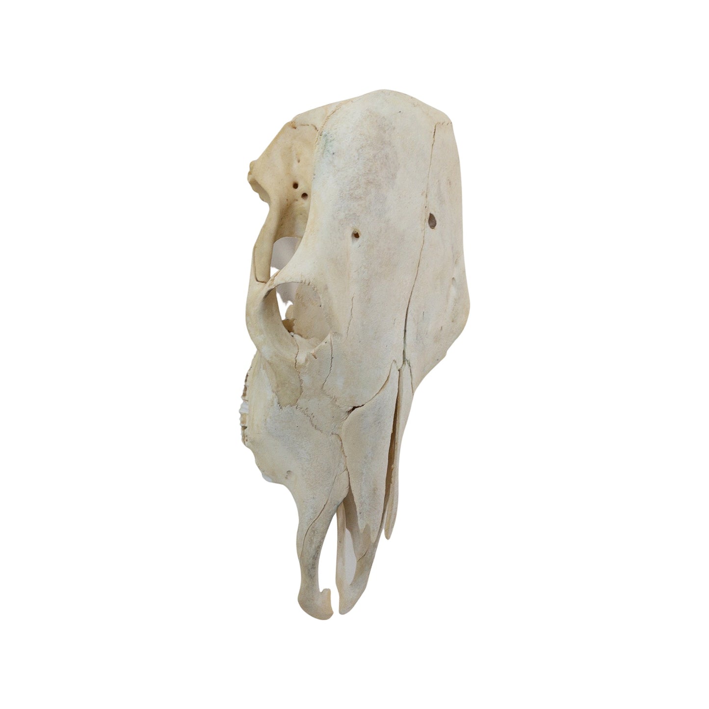 A Home Decor Taxidermy Skull Cowof Grade Remarkable