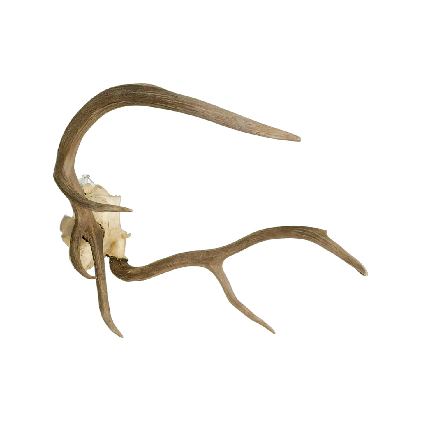 A Home Decor Taxidermy Elk European Skull of Grade Inferior