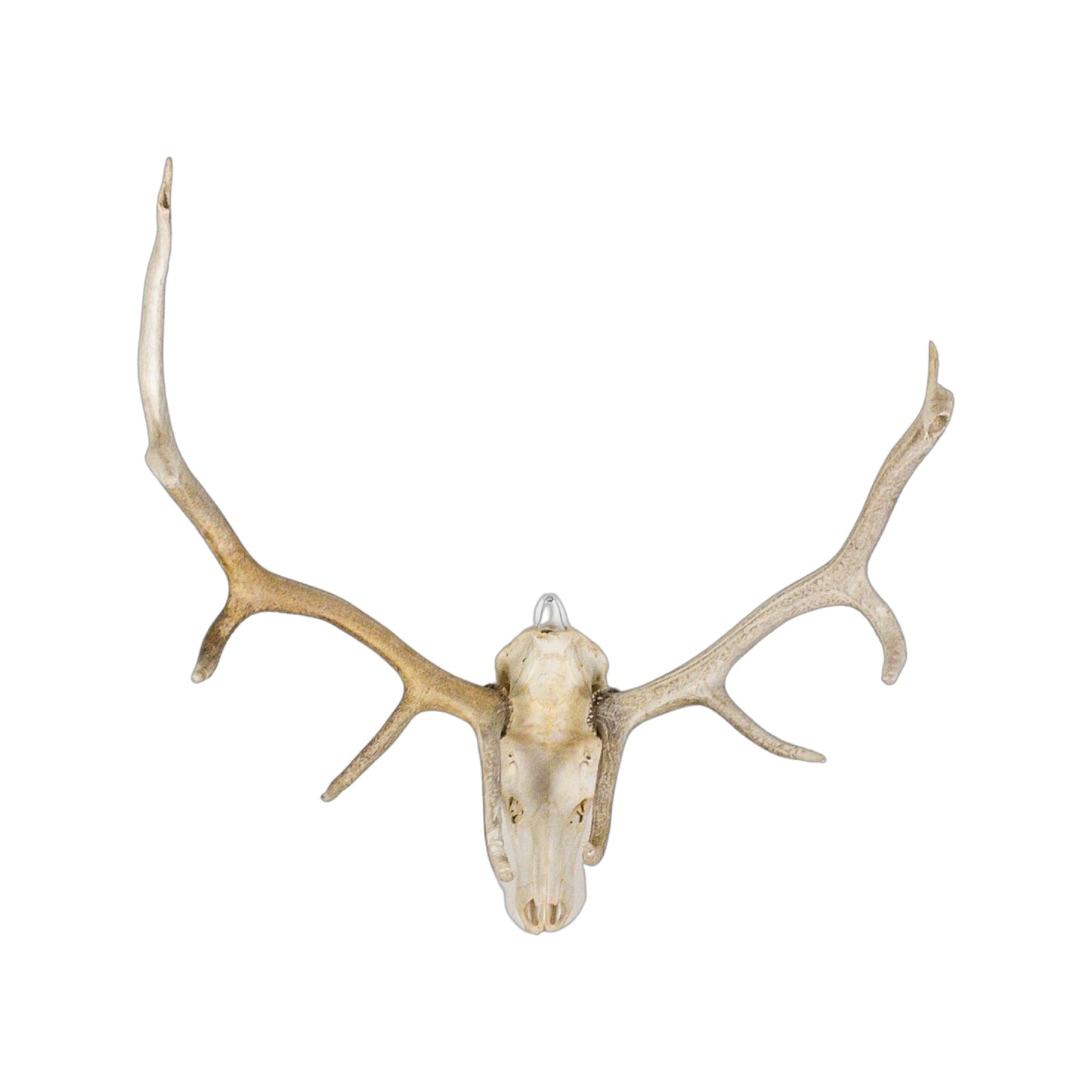 A Home Decor Taxidermy Elk European Skull of Grade Inferior