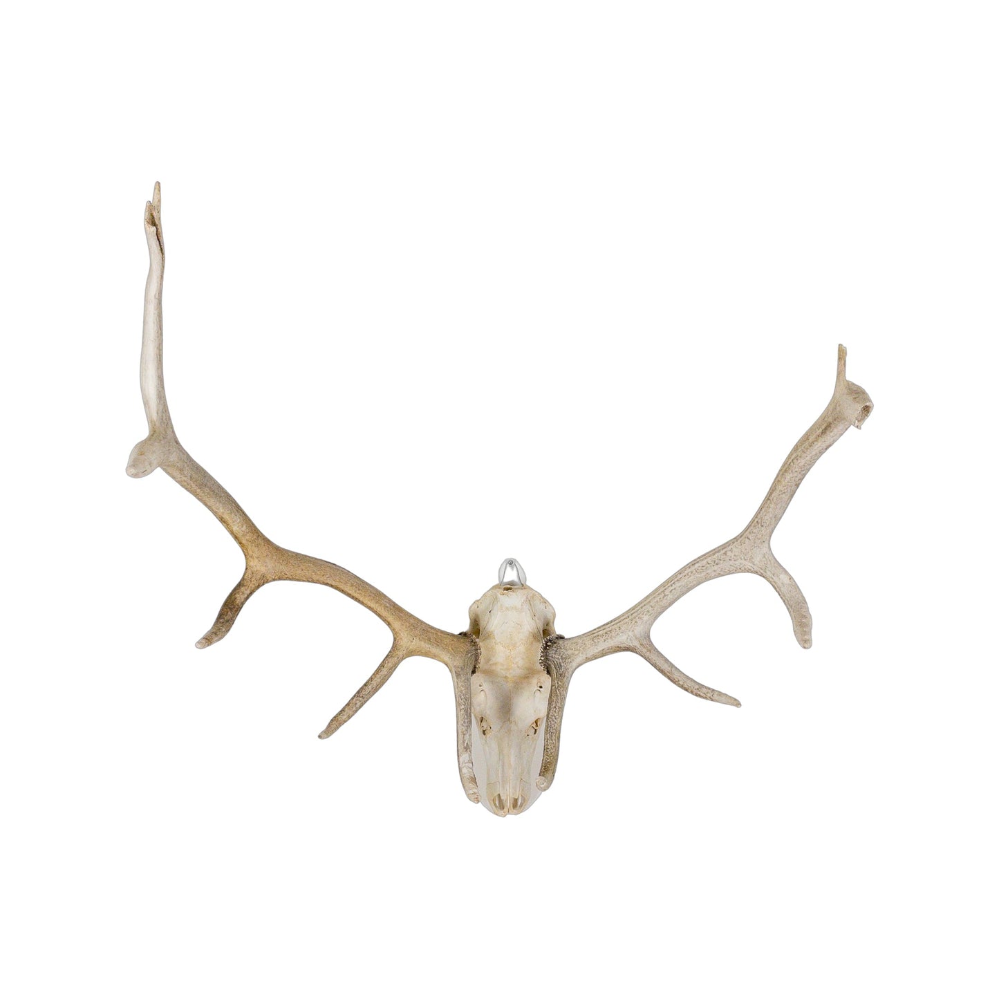 A Home Decor Taxidermy Elk European Skull of Grade Inferior