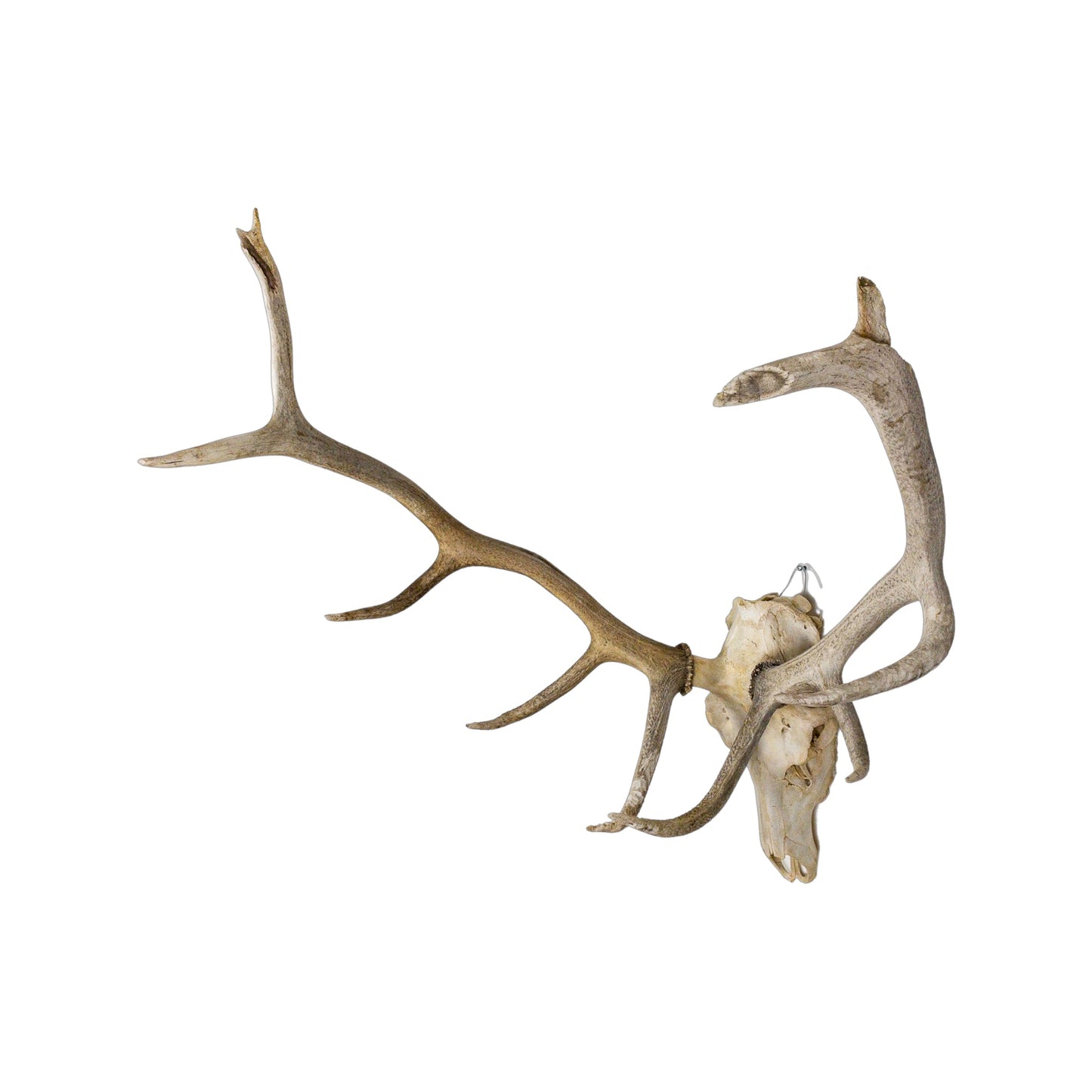 A Home Decor Taxidermy Elk European Skull of Grade Inferior