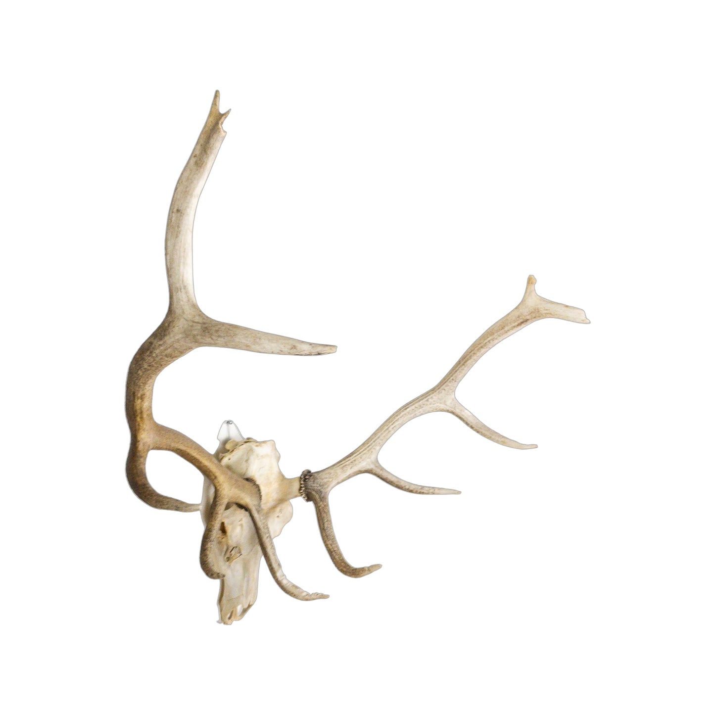 A Home Decor Taxidermy Elk European Skull of Grade Inferior