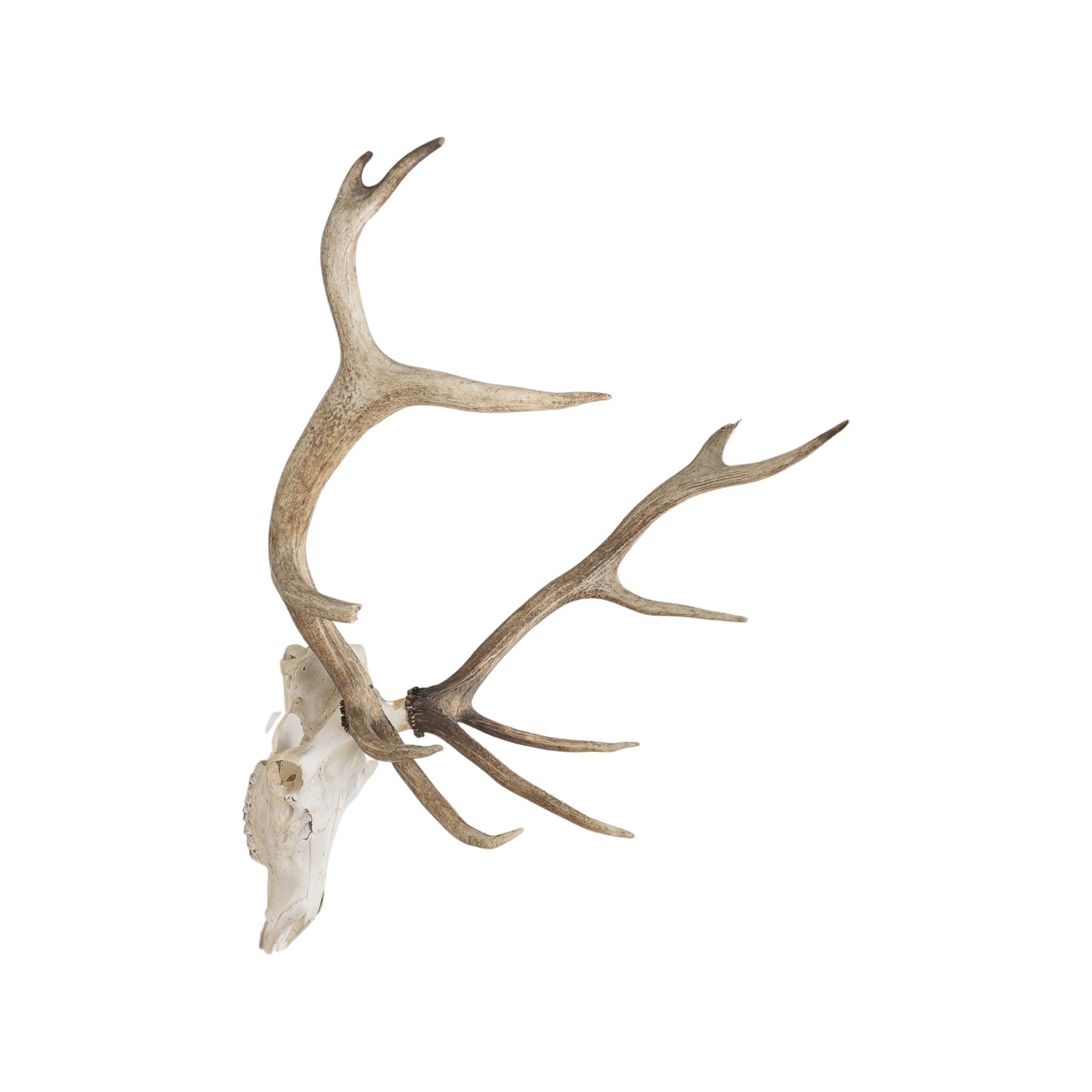 A Home Decor Taxidermy Elk European Skull of Grade Inferior