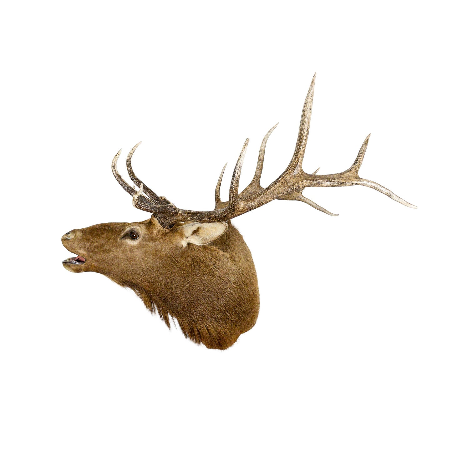 A Home Decor Taxidermy Elk Shoulder Mount of Grade Remarkable