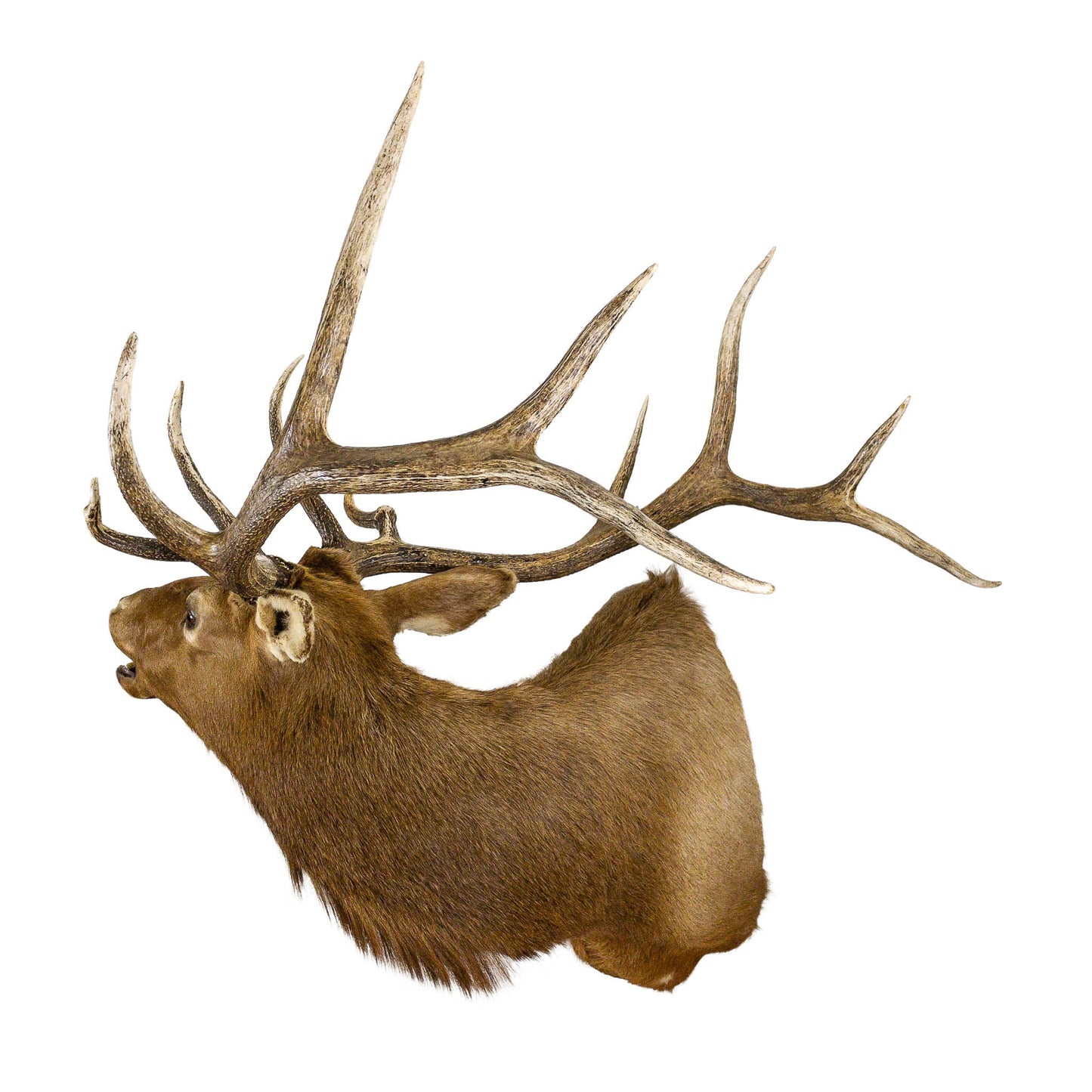 A Home Decor Taxidermy Elk Shoulder Mount of Grade Remarkable