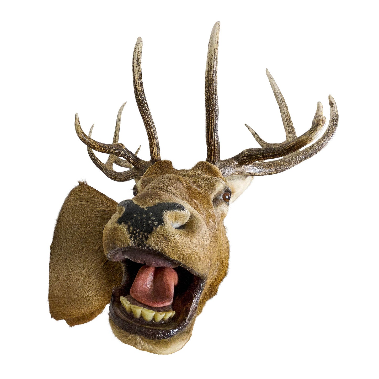 A Home Decor Taxidermy Elk Shoulder Mount of Grade Remarkable