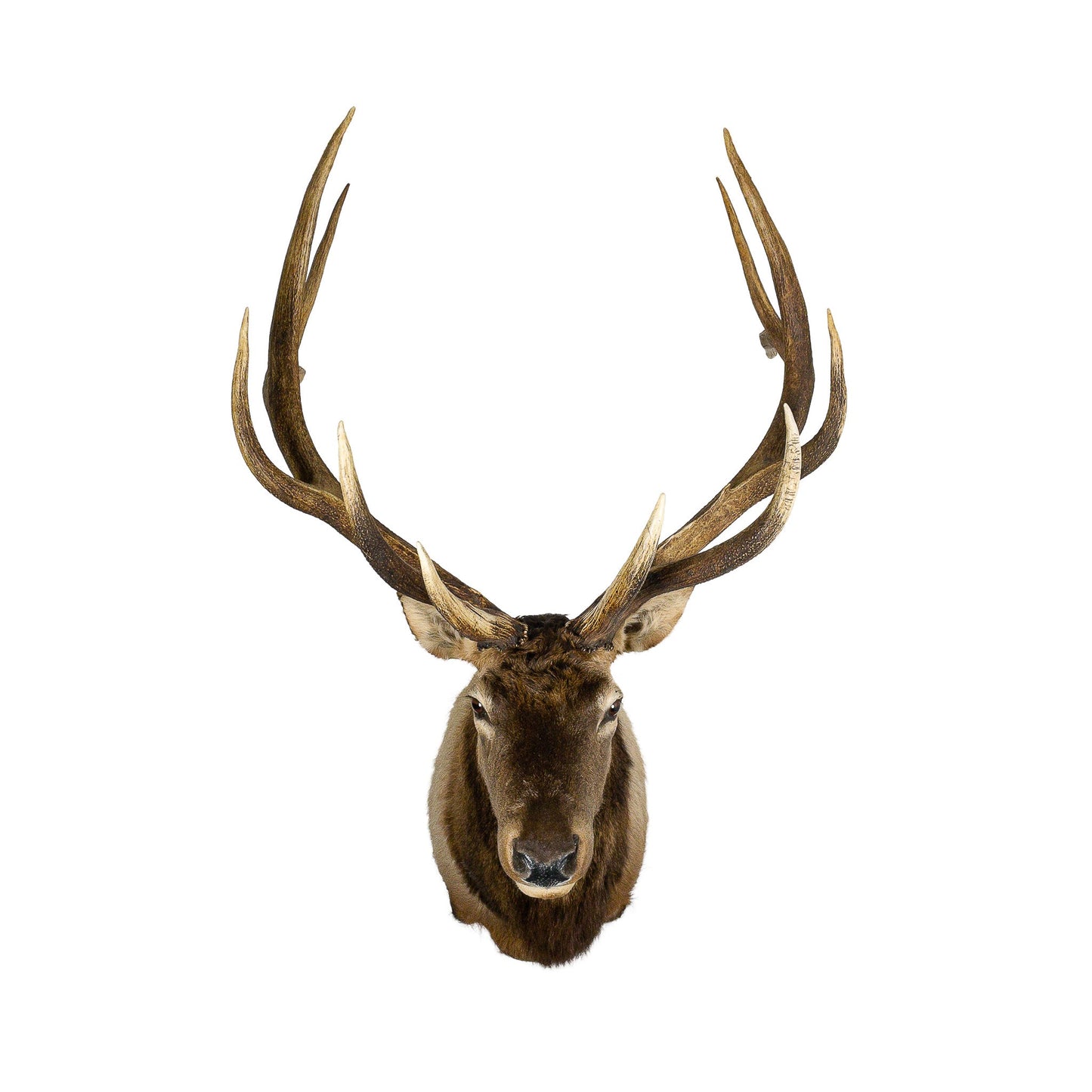 A Home Decor Taxidermy Elk Shoulder Mount of Grade Remarkable