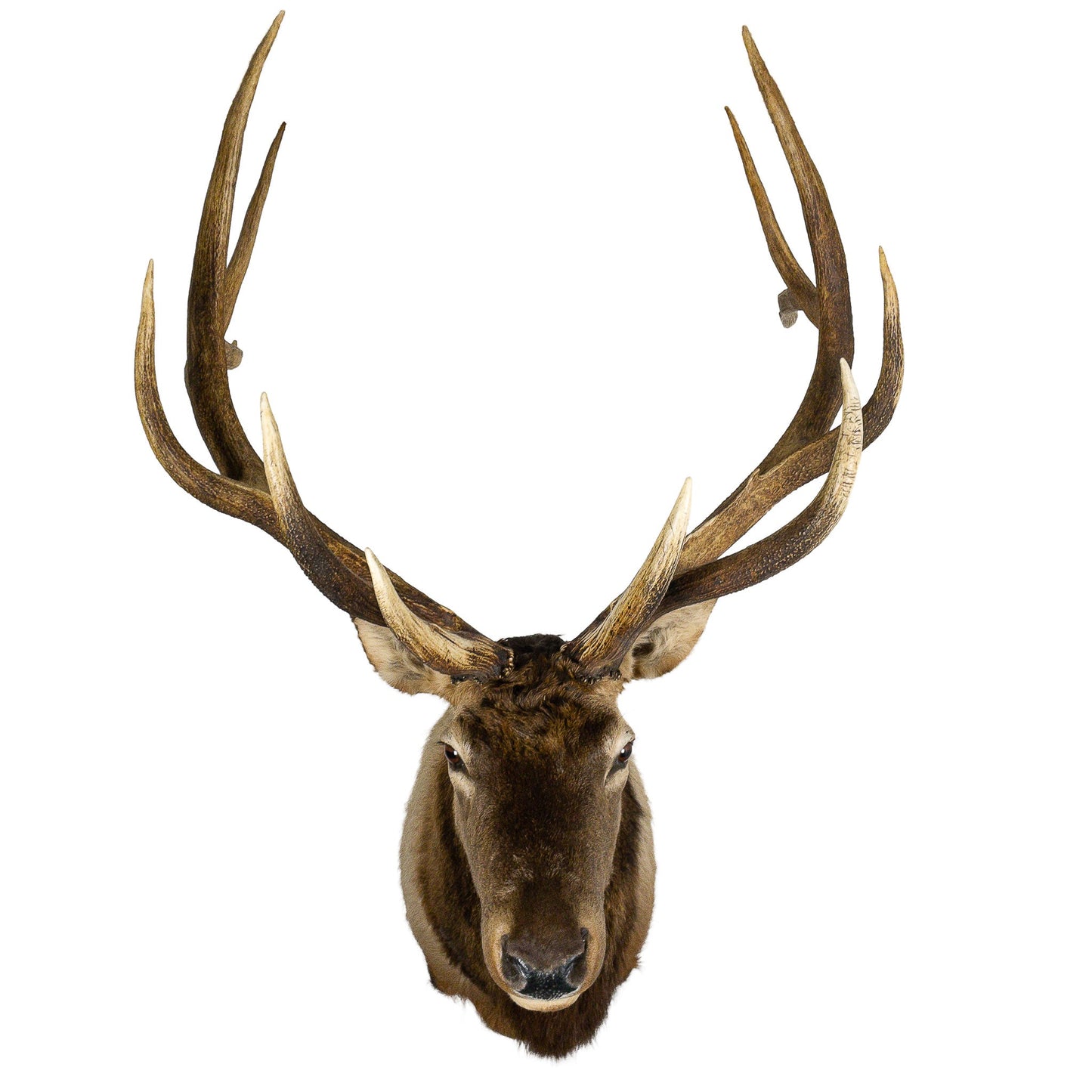 A Home Decor Taxidermy Elk Shoulder Mount of Grade Remarkable