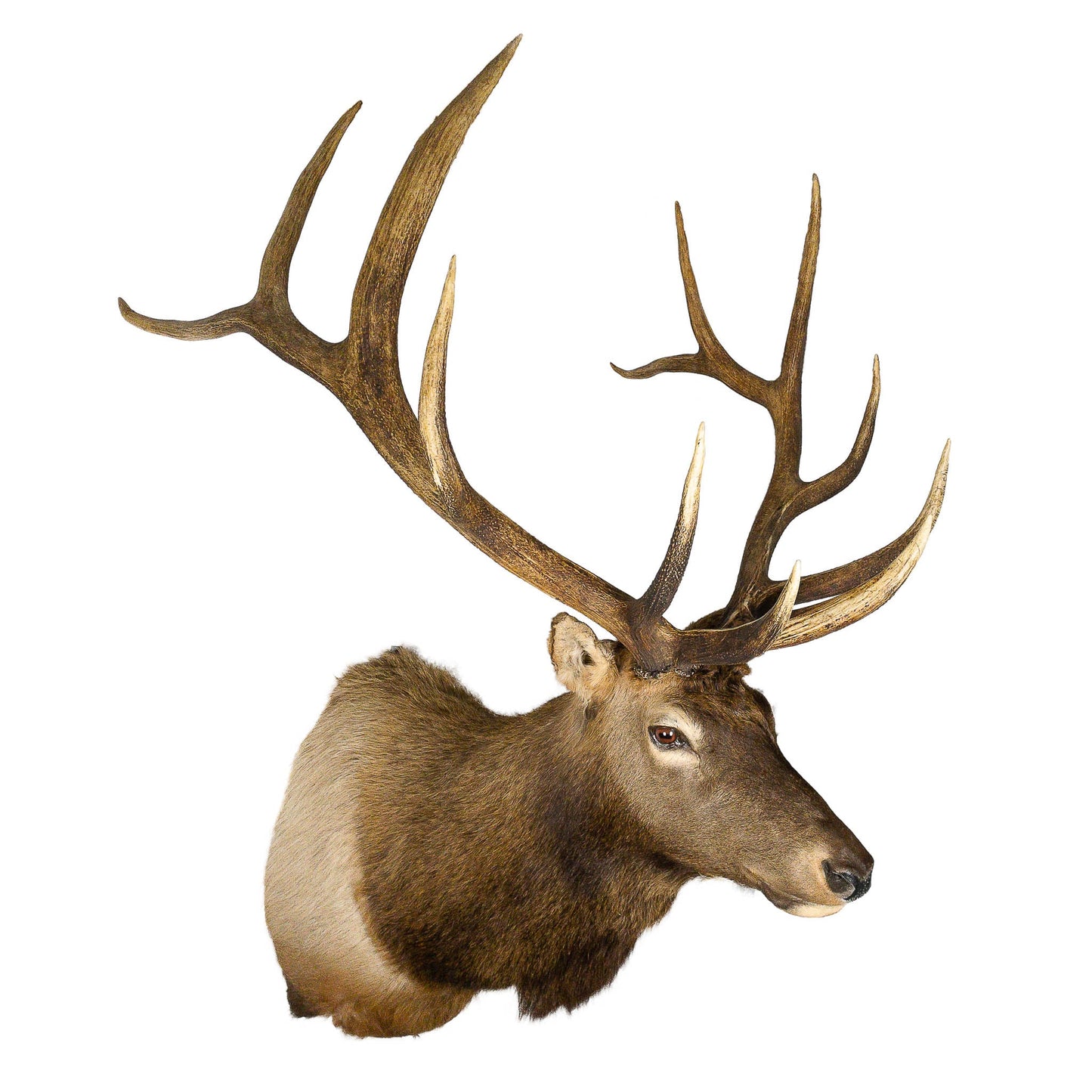 A Home Decor Taxidermy Elk Shoulder Mount of Grade Remarkable