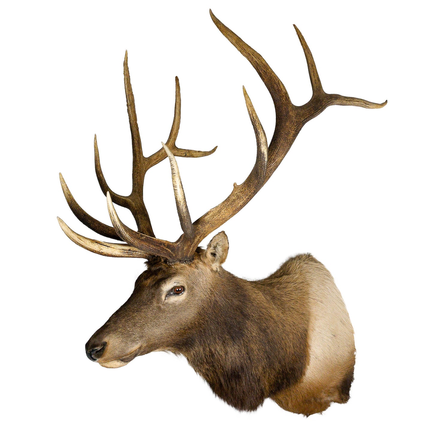 A Home Decor Taxidermy Elk Shoulder Mount of Grade Remarkable