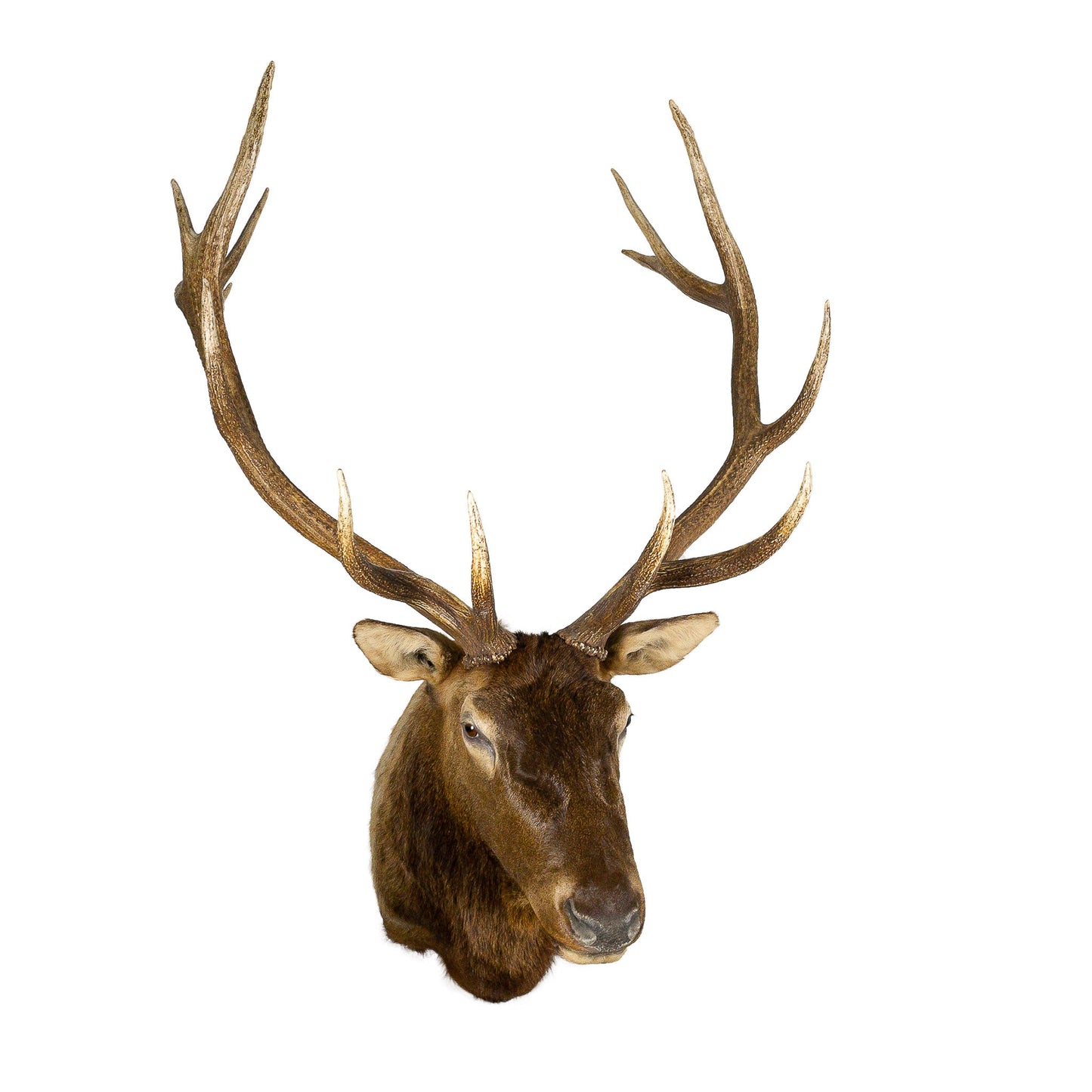 A Home Decor Taxidermy Elk Shoulder Mount of Grade Remarkable