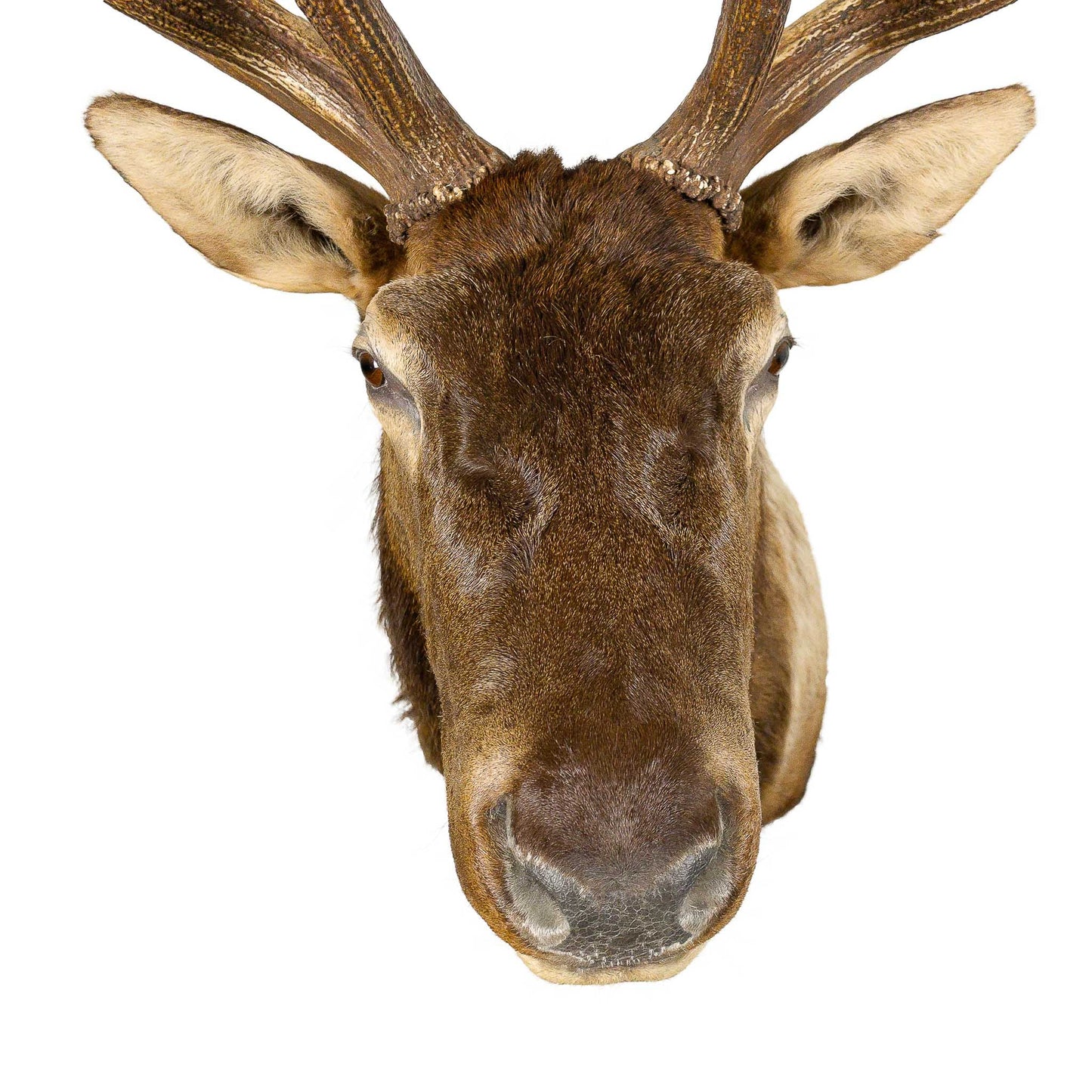 A Home Decor Taxidermy Elk Shoulder Mount of Grade Remarkable