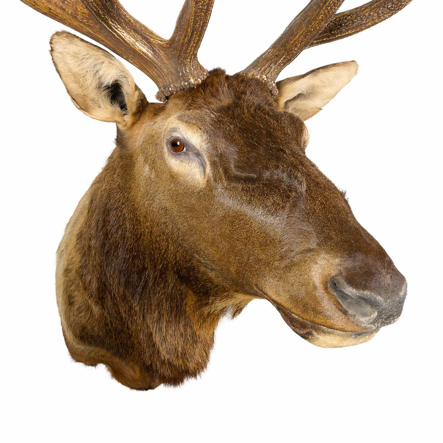 A Home Decor Taxidermy Elk Shoulder Mount of Grade Remarkable