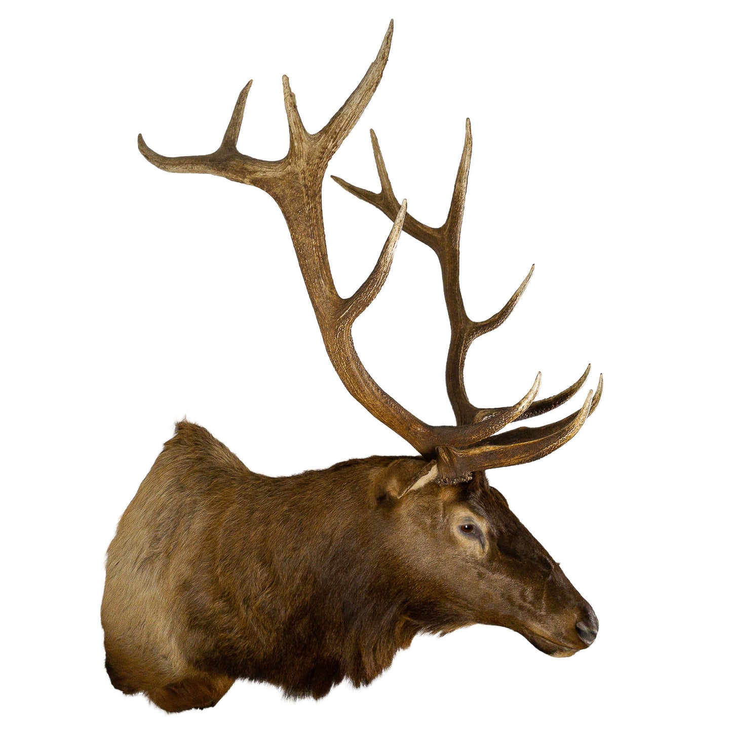 A Home Decor Taxidermy Elk Shoulder Mount of Grade Remarkable