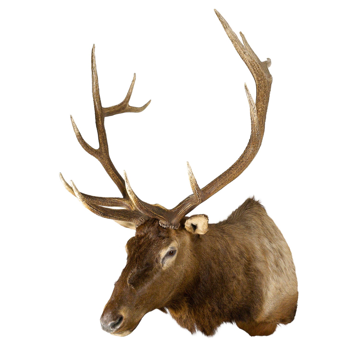 A Home Decor Taxidermy Elk Shoulder Mount of Grade Remarkable