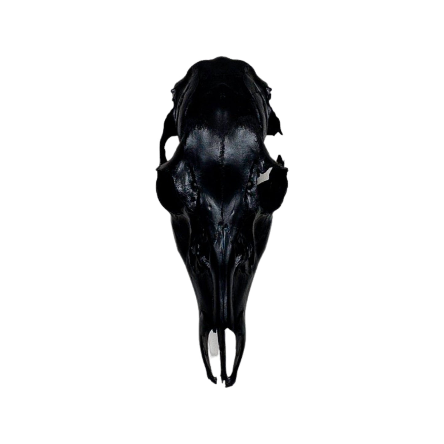 A Home Decor Taxidermy Female White-Tailed Deer Black Painted European Skull of Grade Respectable