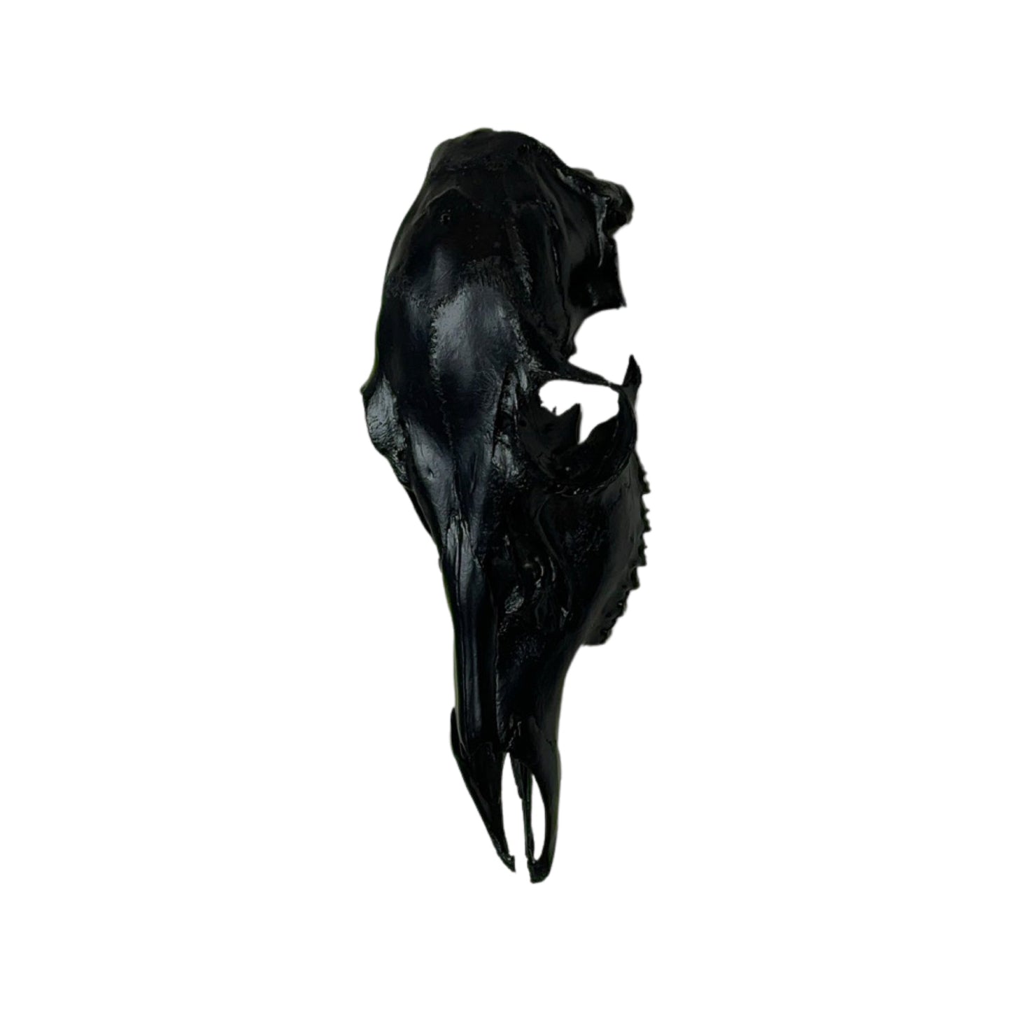 A Home Decor Taxidermy Female White-Tailed Deer Black Painted European Skull of Grade Respectable