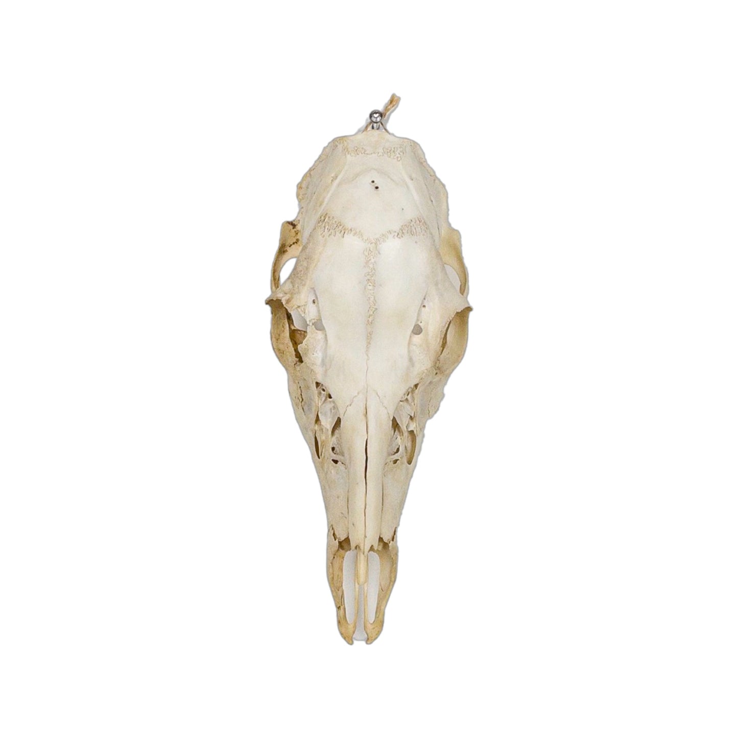 A Home Decor Taxidermy Female White-Tailed Deer European Skull of Grade Respectable