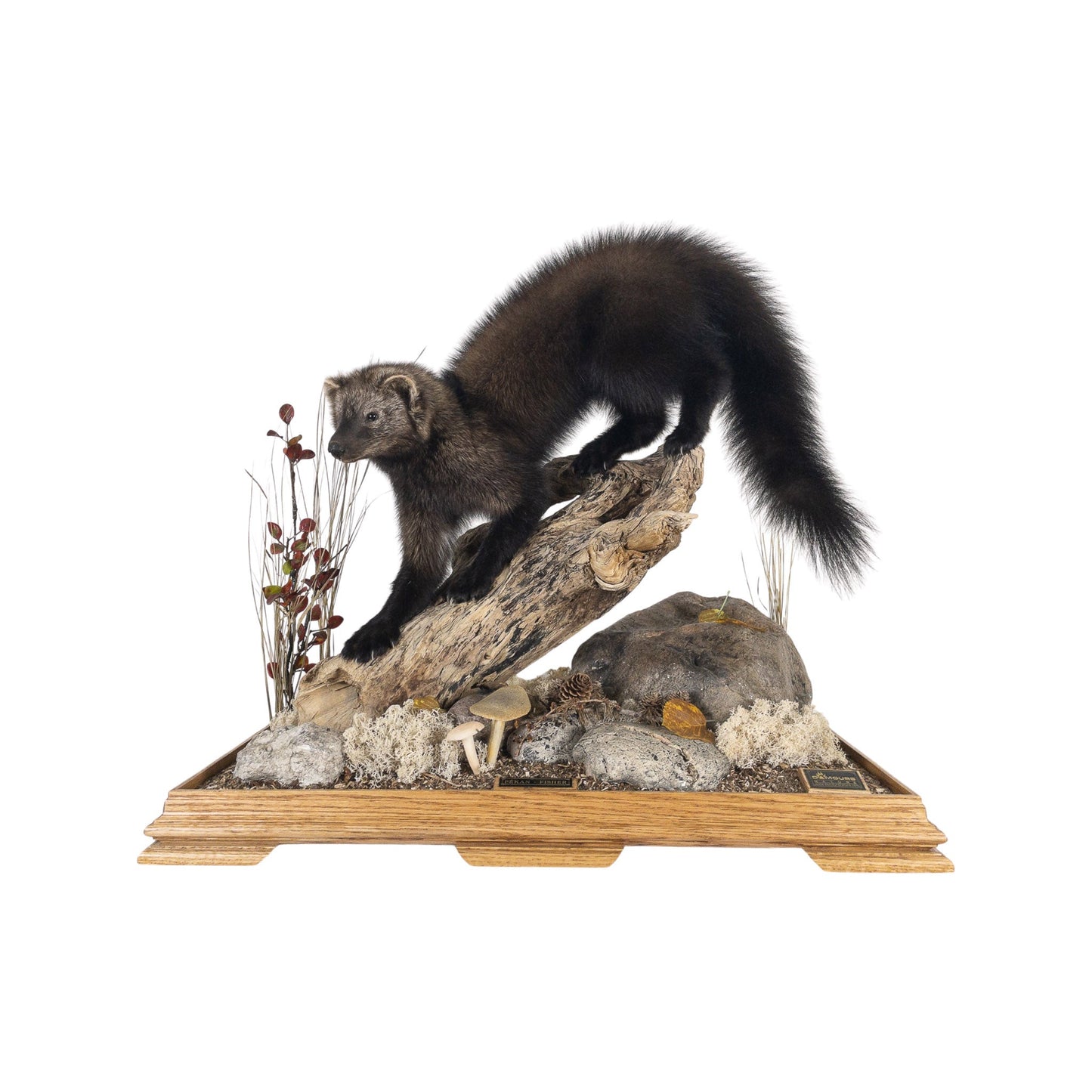A Home Decor Taxidermy Fisher / Pekan Life Size in Glass Show Case of Grade Remarkable