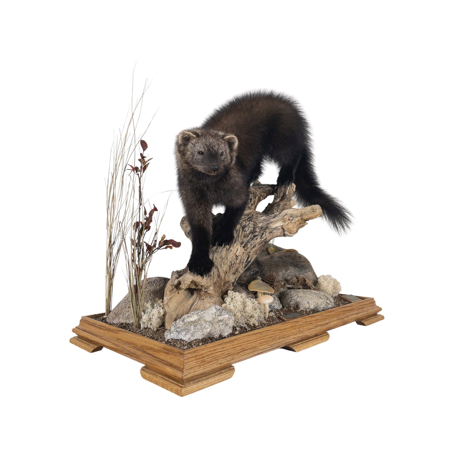 A Home Decor Taxidermy Fisher / Pekan Life Size in Glass Show Case of Grade Remarkable