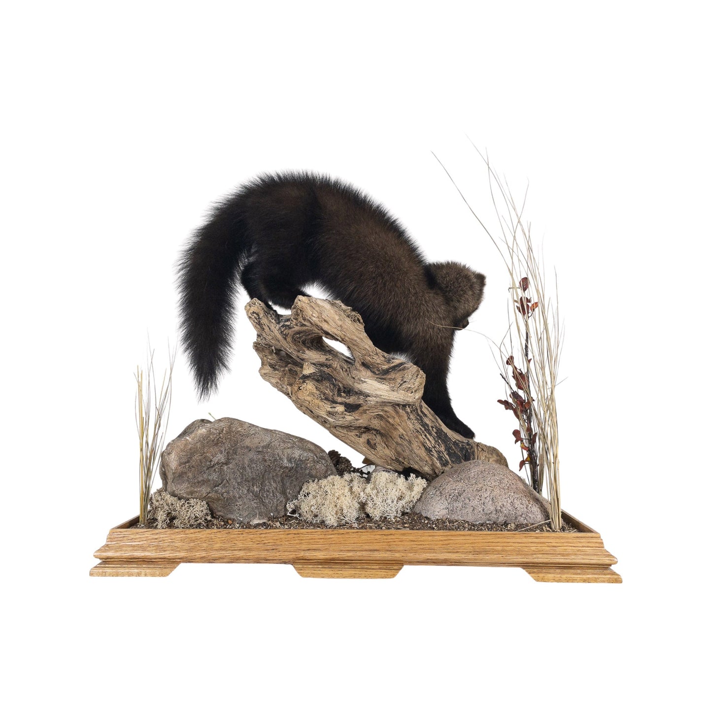 A Home Decor Taxidermy Fisher / Pekan Life Size in Glass Show Case of Grade Remarkable