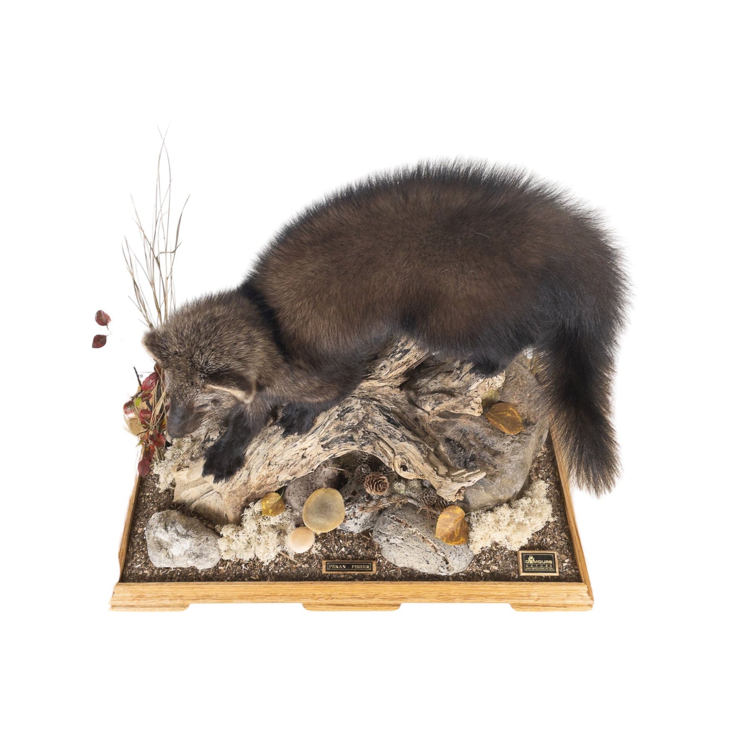 A Home Decor Taxidermy Fisher / Pekan Life Size in Glass Show Case of Grade Remarkable
