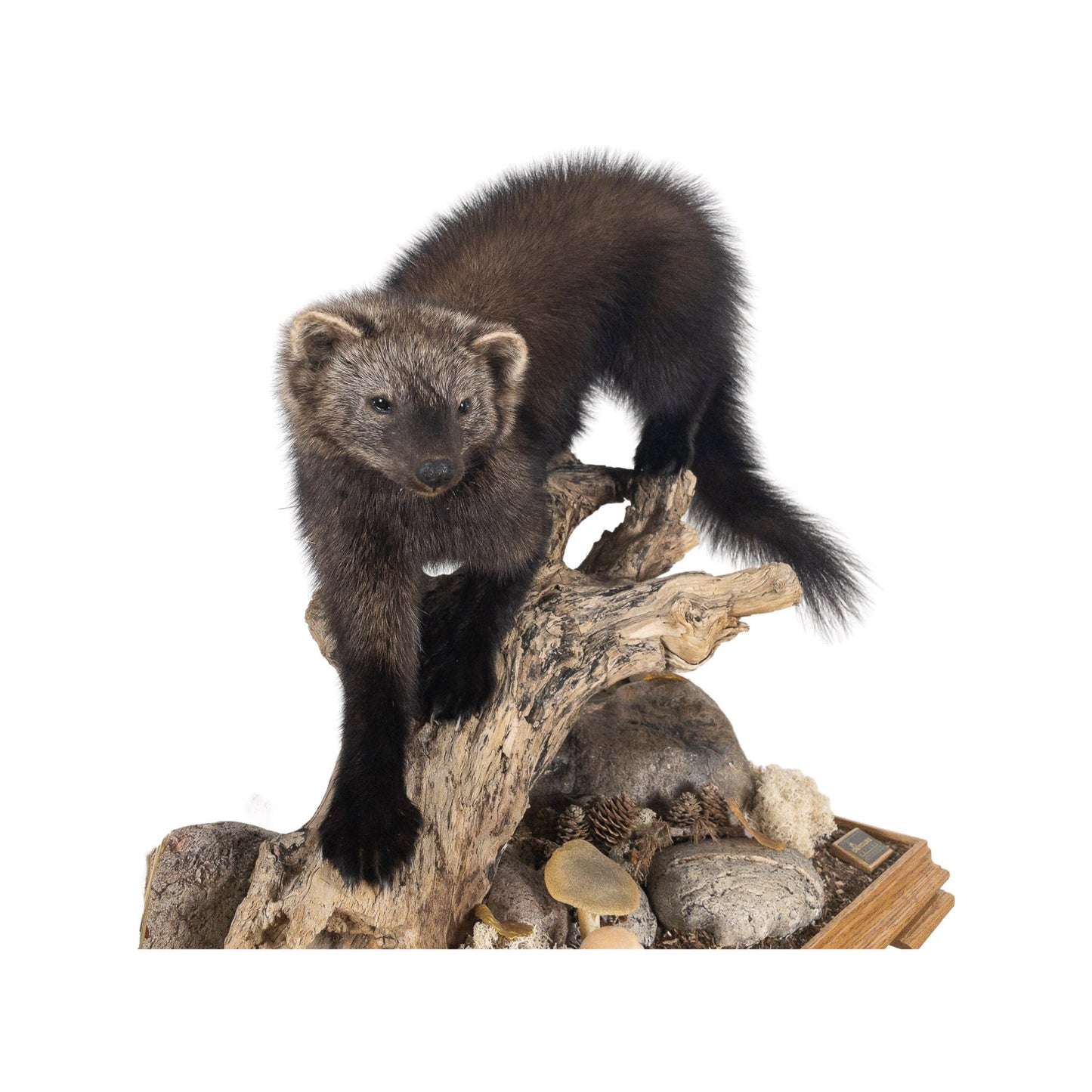 A Home Decor Taxidermy Fisher / Pekan Life Size in Glass Show Case of Grade Remarkable