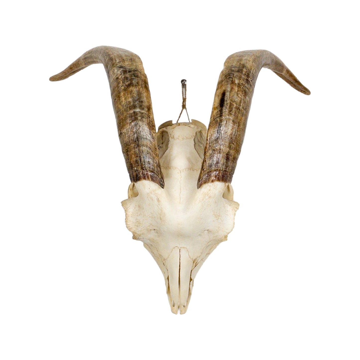A Home Decor Taxidermy Goat Skull of Grade Respectable