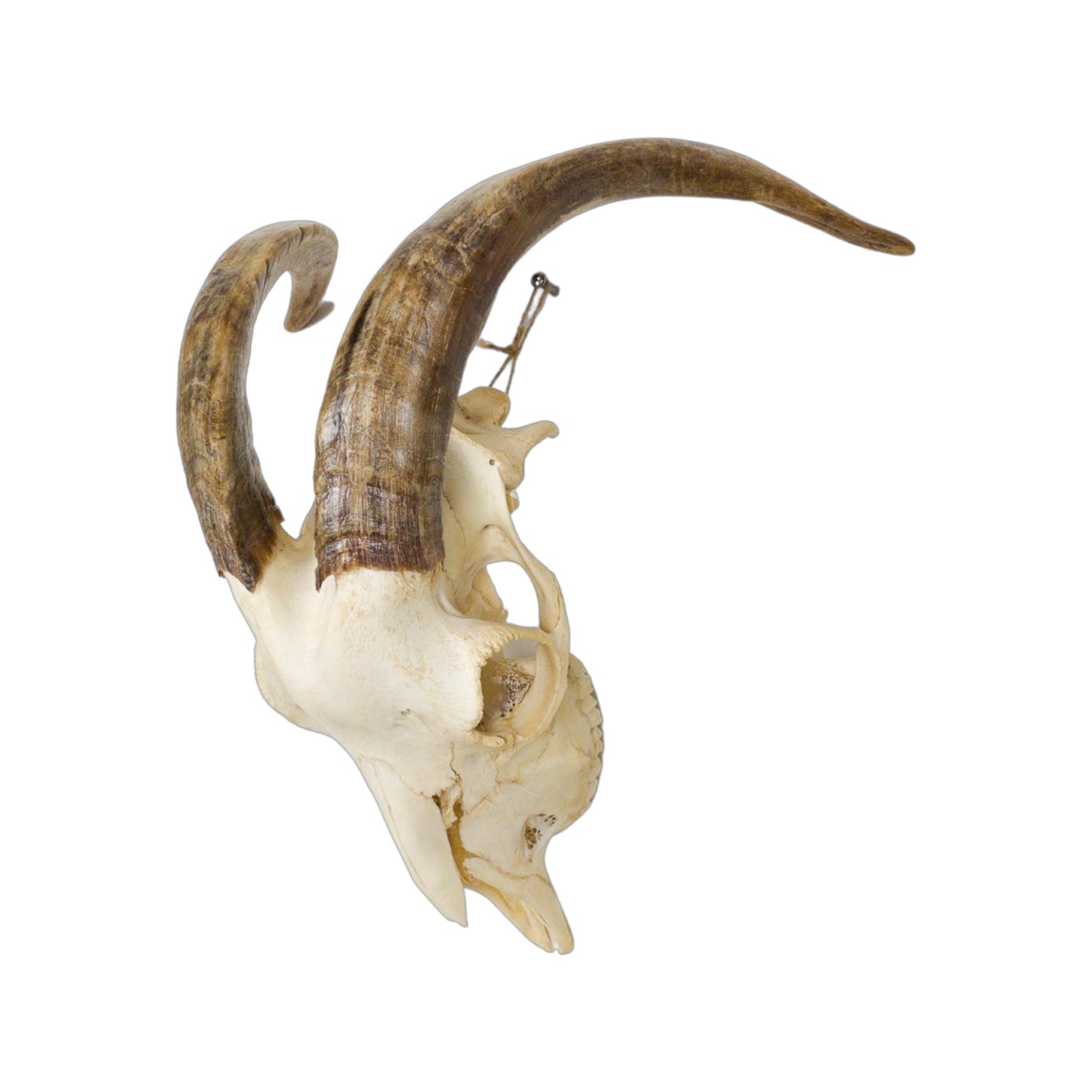 A Home Decor Taxidermy Goat Skull of Grade Respectable