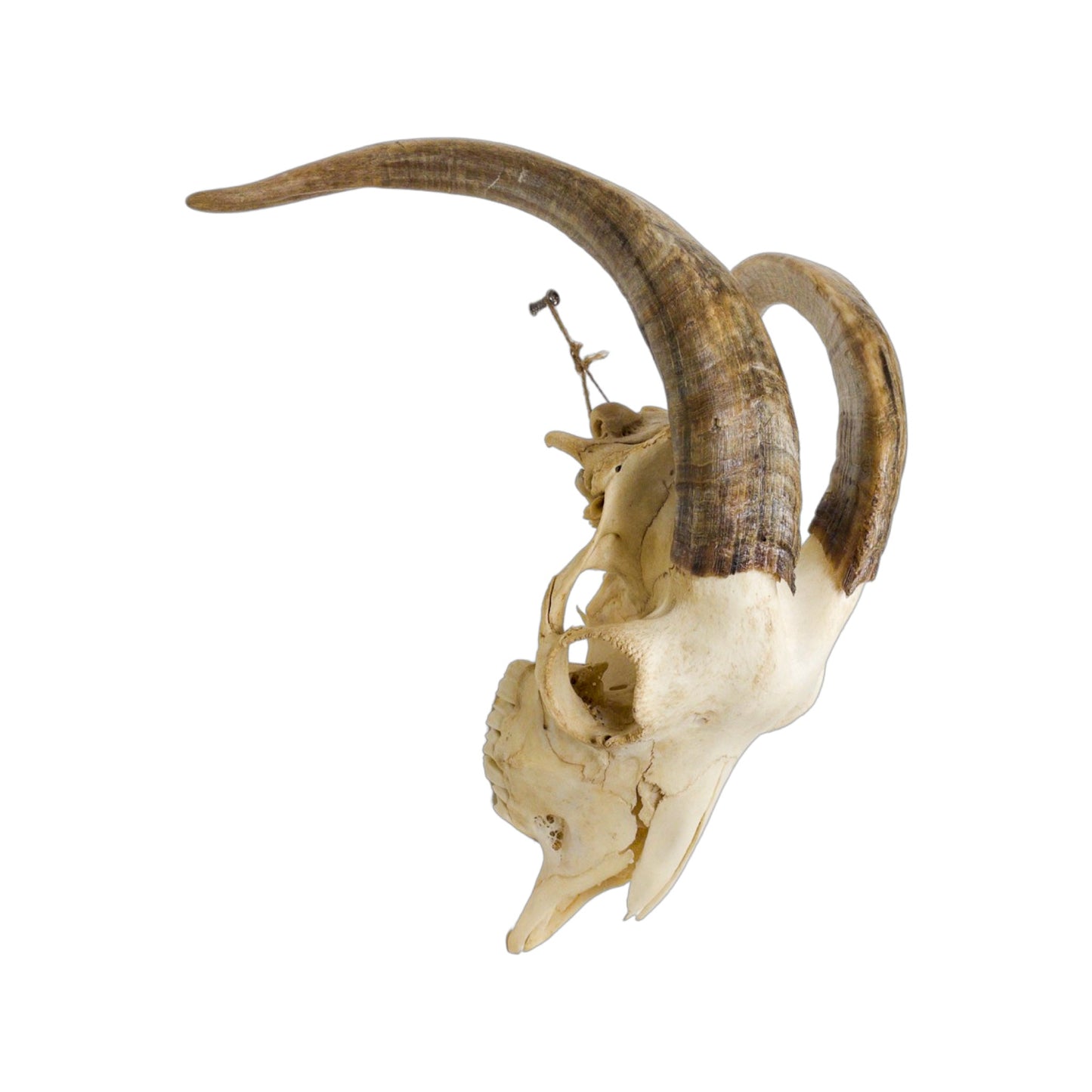 A Home Decor Taxidermy Goat Skull of Grade Respectable