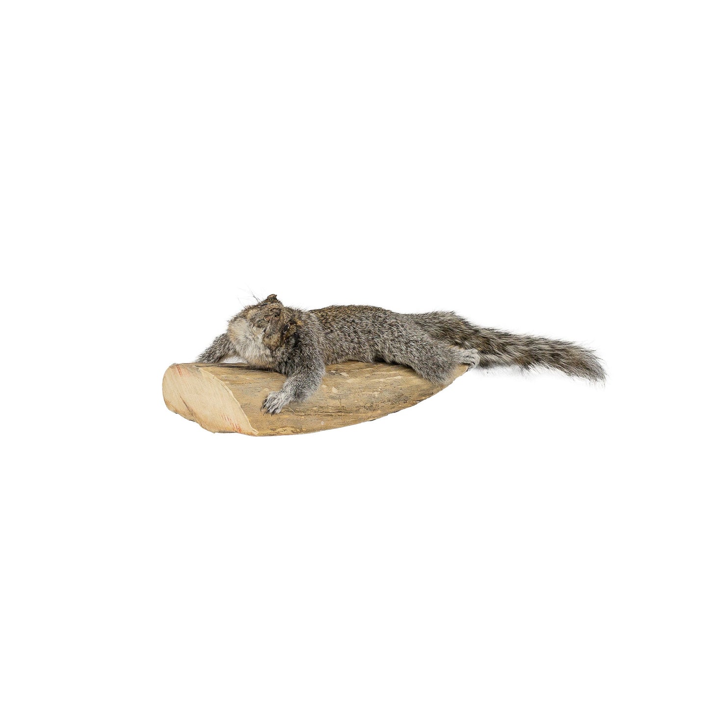 A Home Decor Taxidermy Gray Squirrel Life Size of Grade Respectable