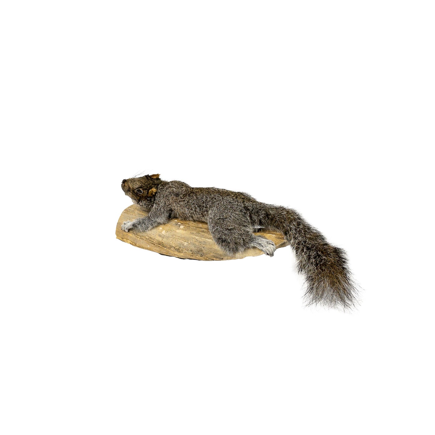 A Home Decor Taxidermy Gray Squirrel Life Size of Grade Respectable