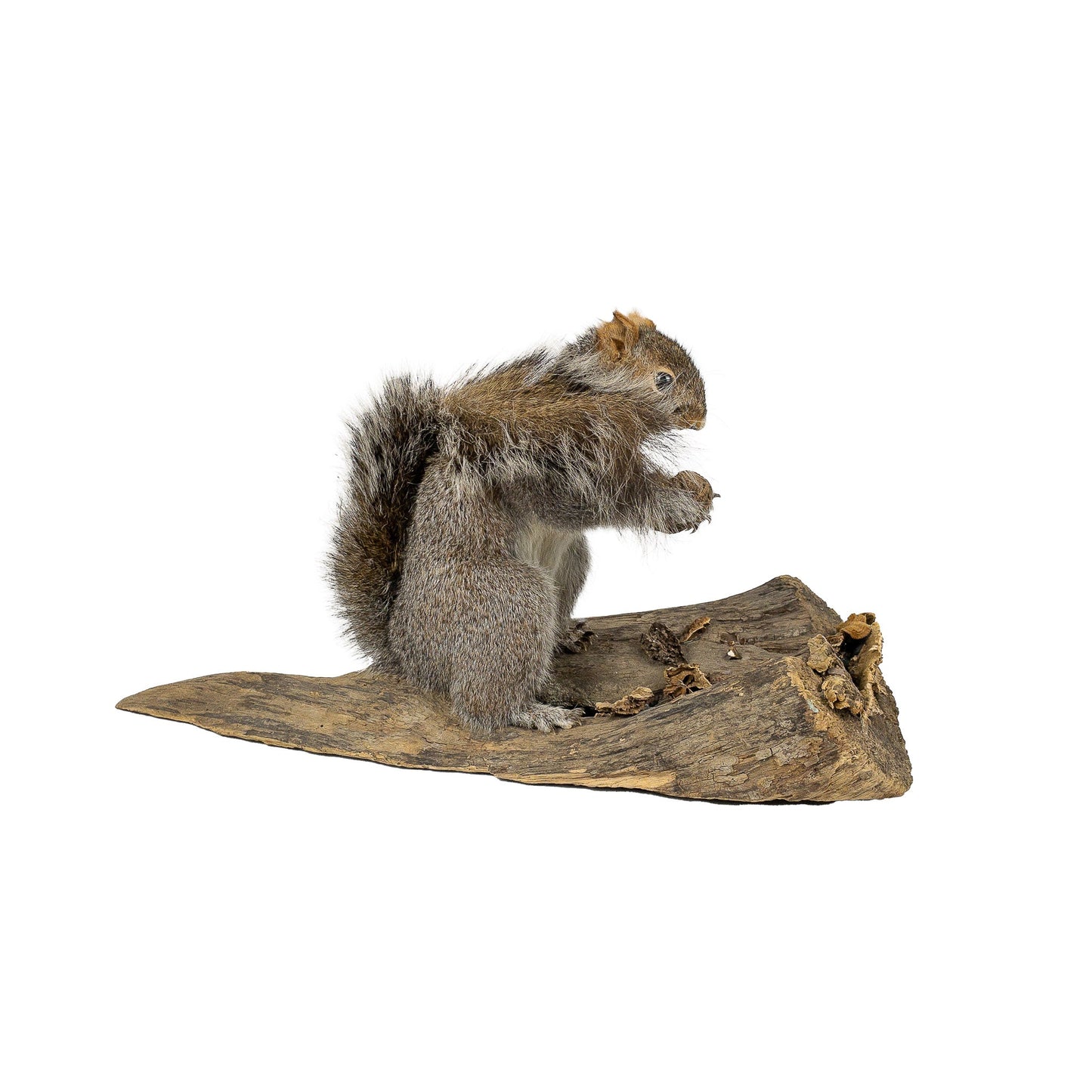 A Home Decor Taxidermy Gray Squirrel Life Size of Grade Respectable